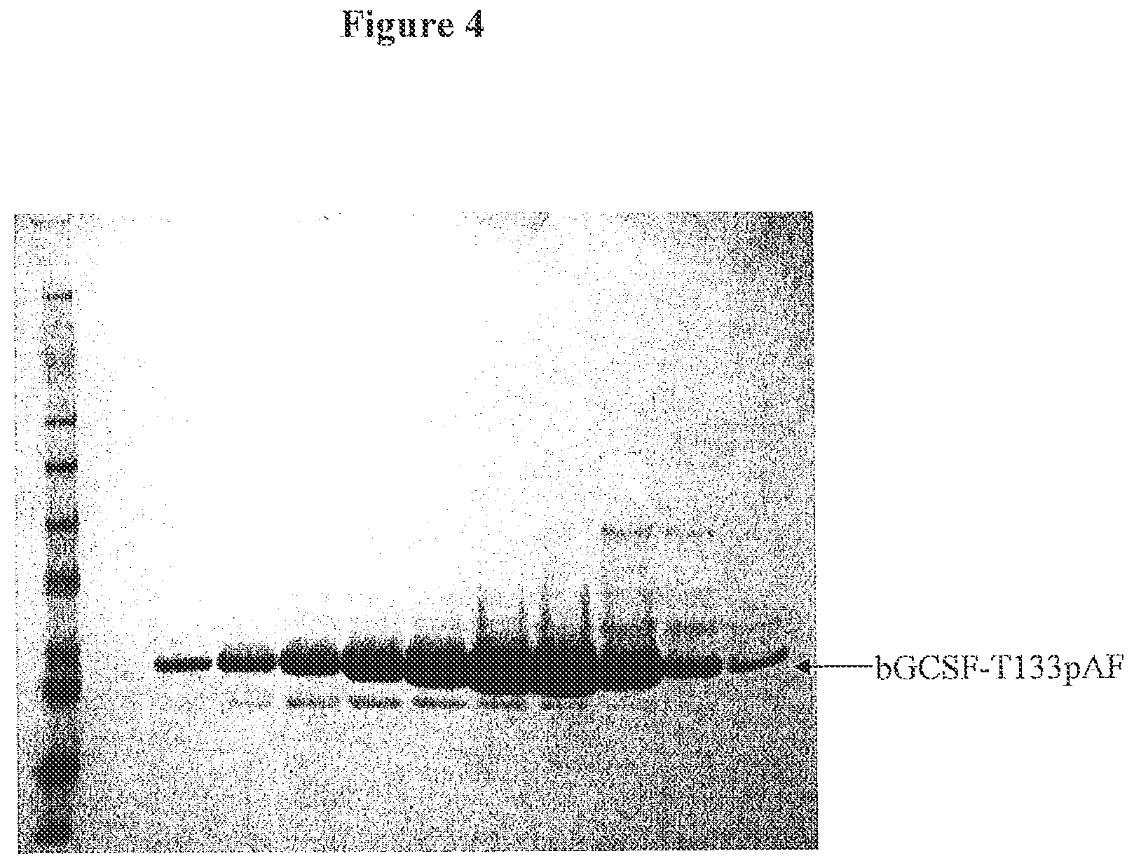 Patent US12612440 Figure 4 – Modified bovine G-CSF polypeptides and their uses