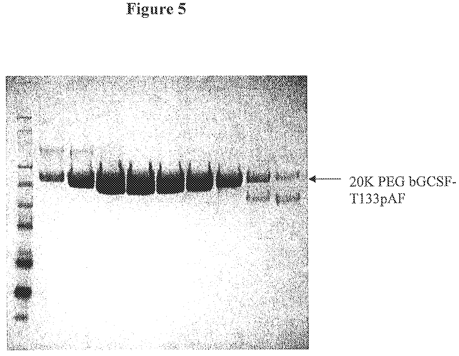 Patent US12612440 Figure 5 – Modified bovine G-CSF polypeptides and their uses