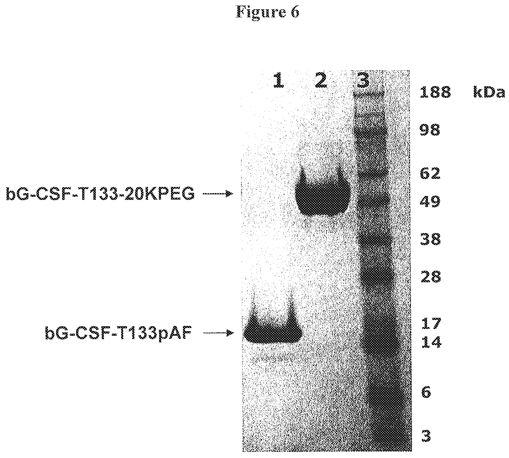 Patent US12612440 Figure 6 – Modified bovine G-CSF polypeptides and their uses