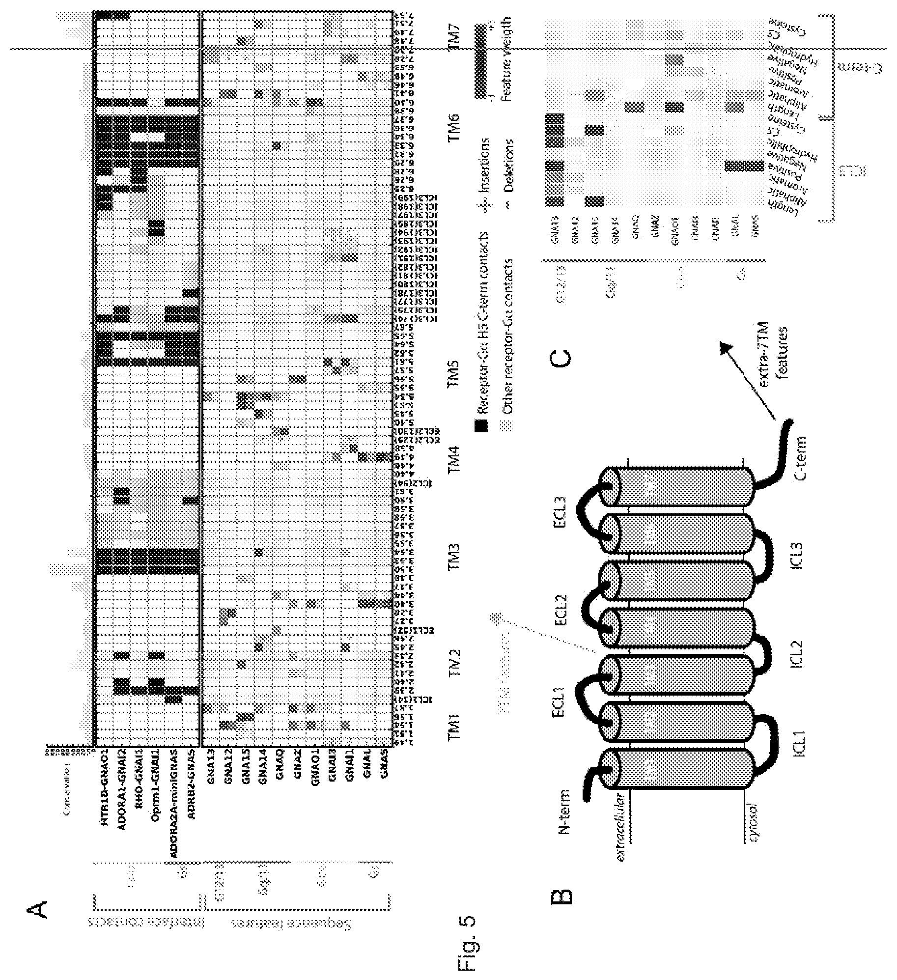 Patent US12612442 Figure 6 – G12-specific designer receptor exclusively activated by designer drugs