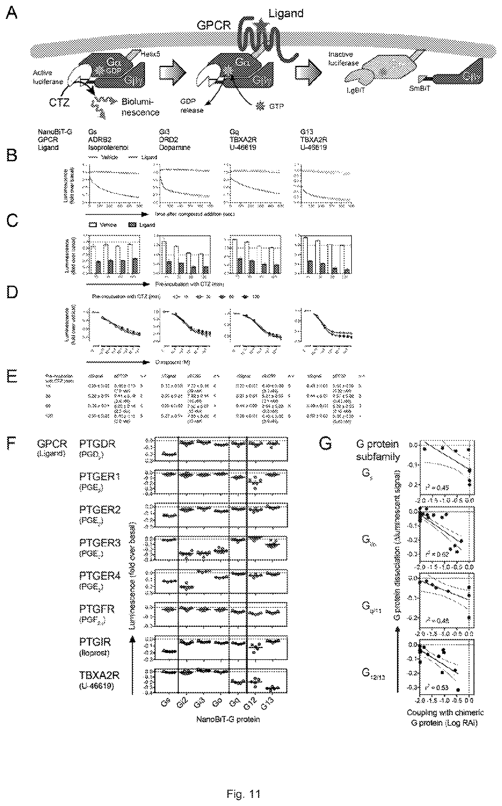 Patent US12612442 Figure 12 – G12-specific designer receptor exclusively activated by designer drugs
