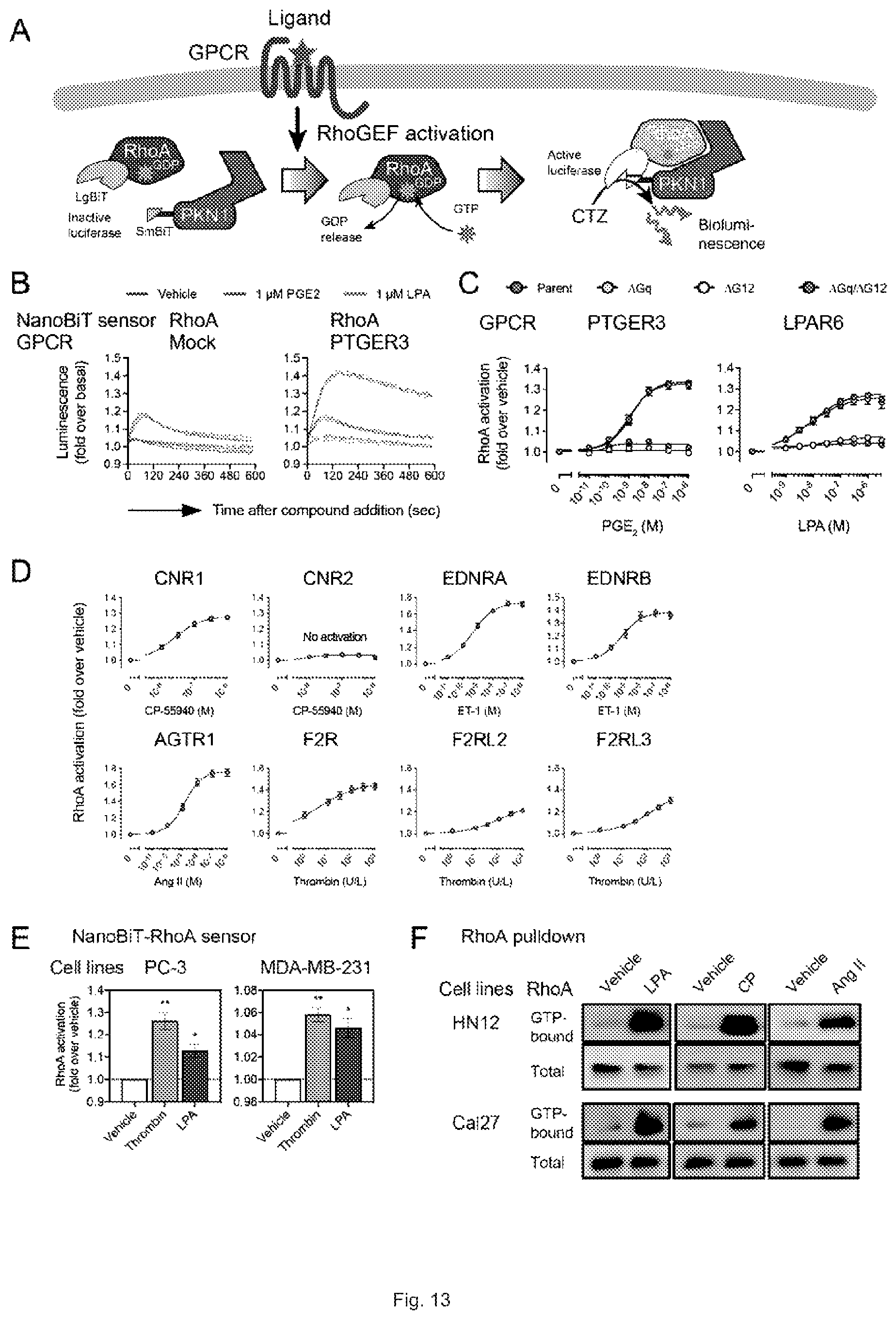 Patent US12612442 Figure 14 – G12-specific designer receptor exclusively activated by designer drugs