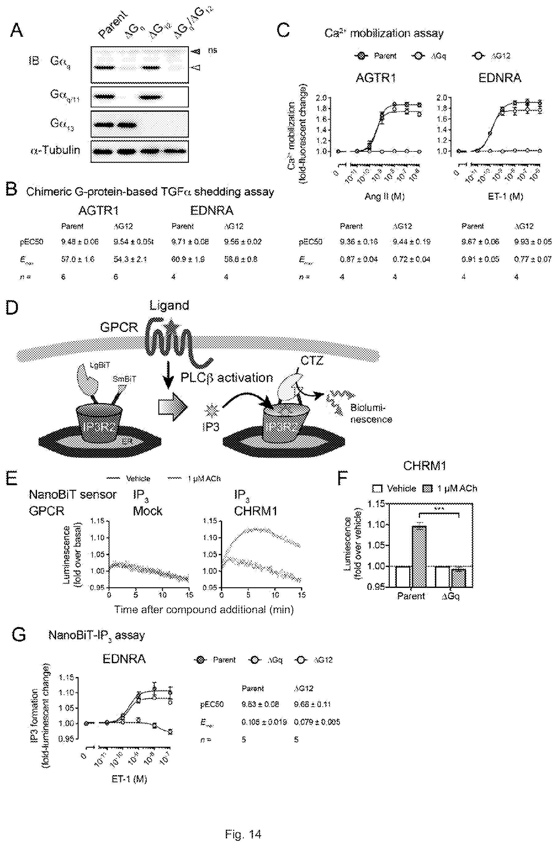 Patent US12612442 Figure 15 – G12-specific designer receptor exclusively activated by designer drugs