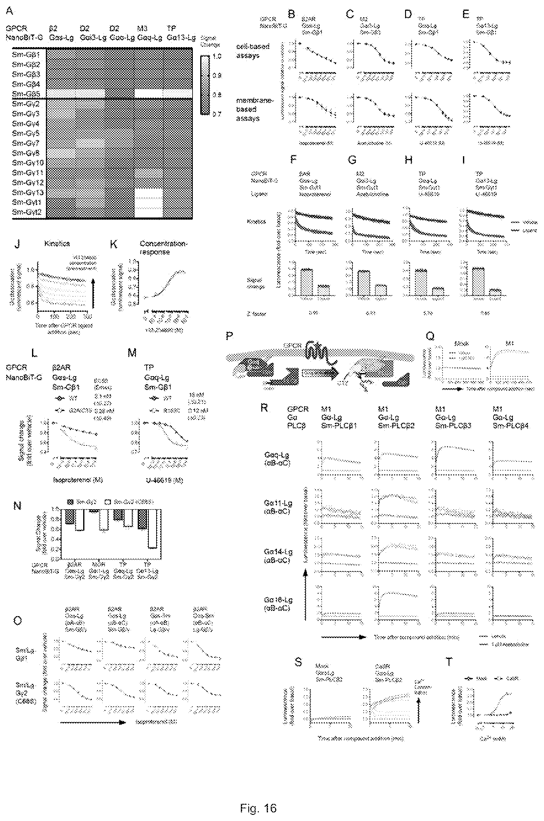 Patent US12612442 Figure 17 – G12-specific designer receptor exclusively activated by designer drugs