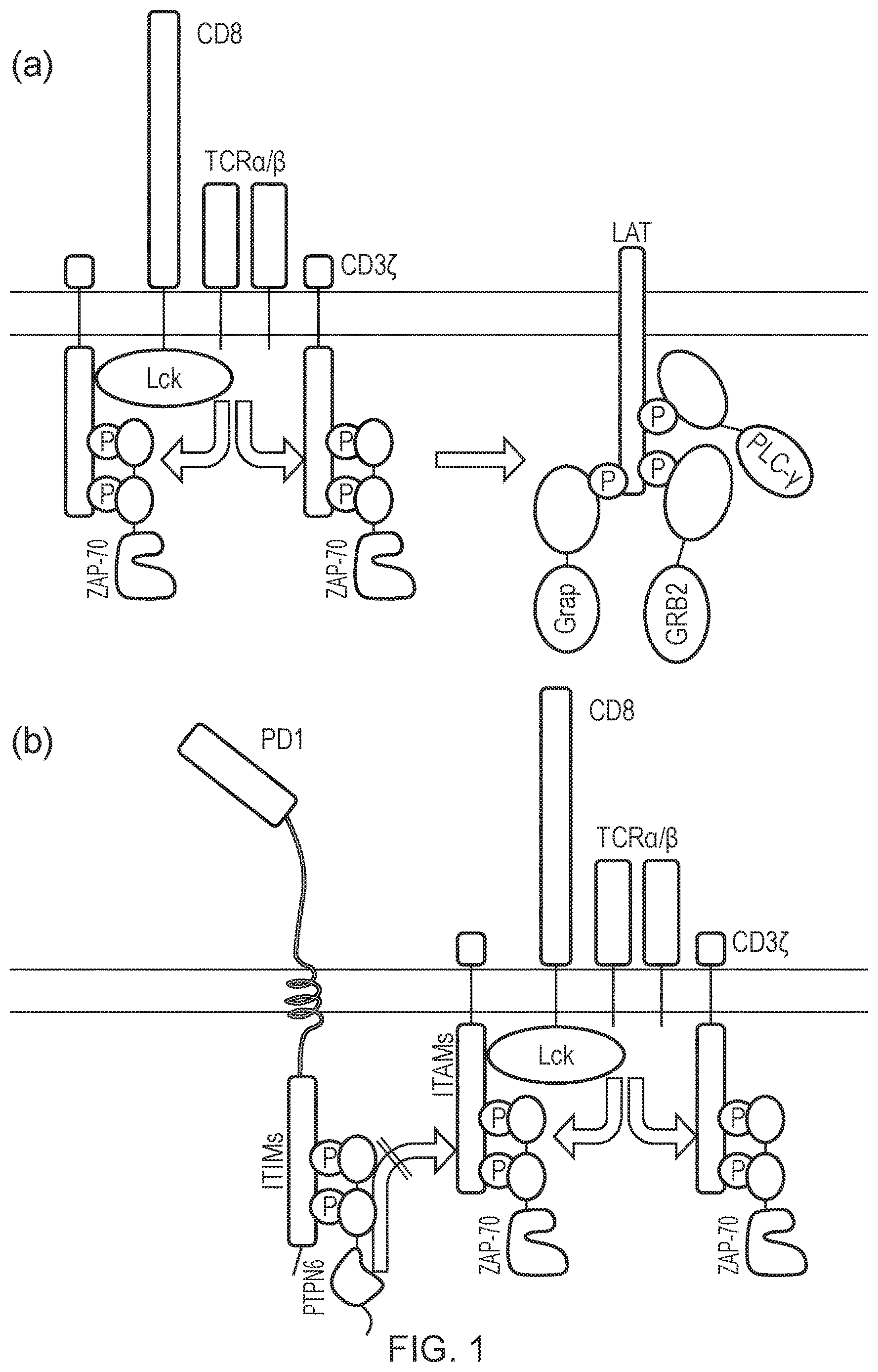 Patent US12612443 Figure 1 – Cell