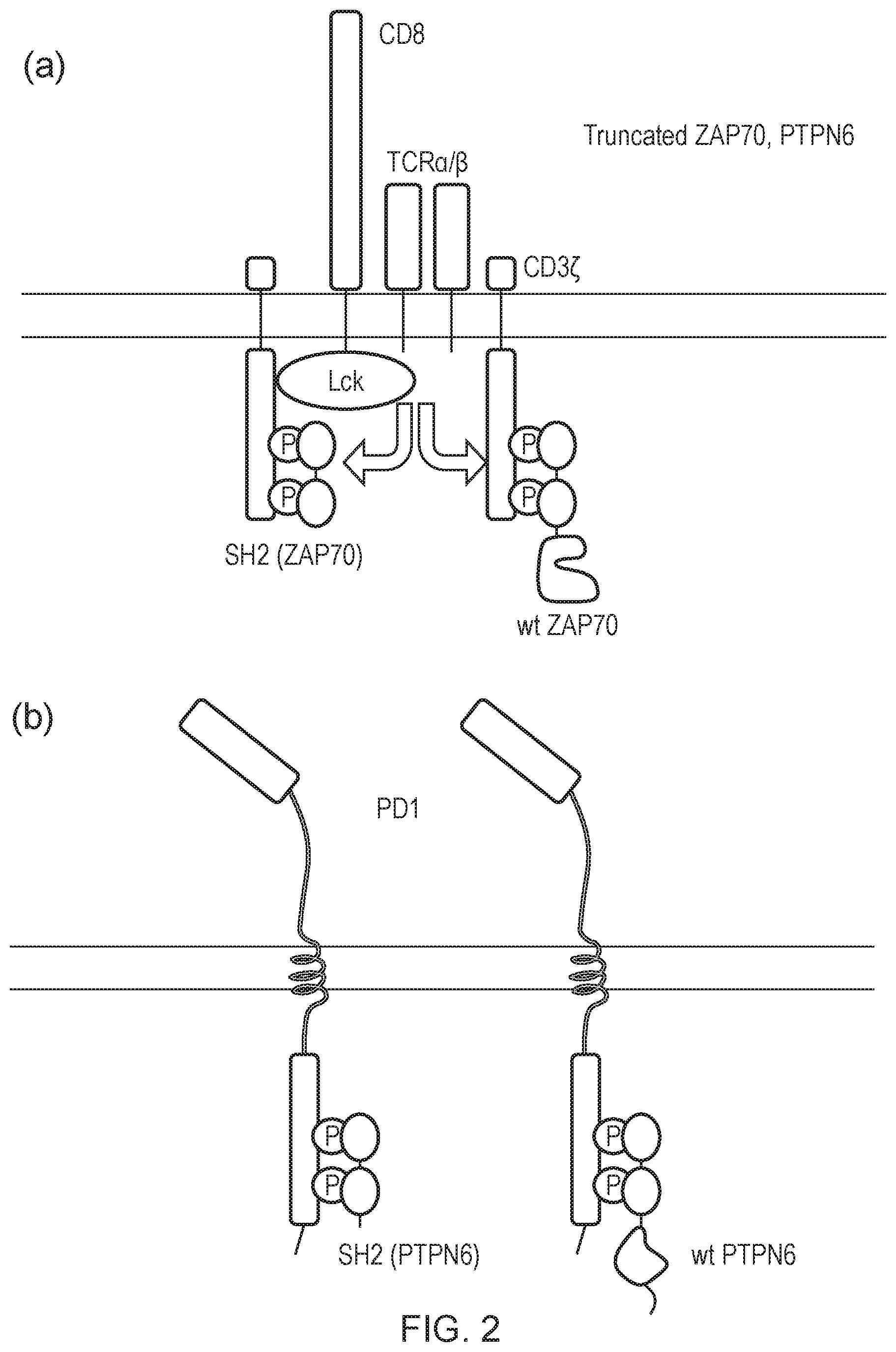 Patent US12612443 Figure 2 – Cell