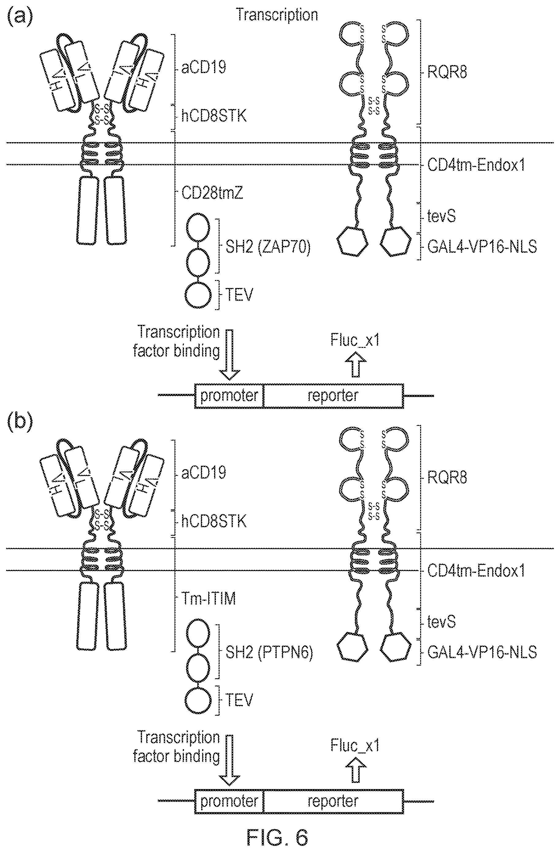 Patent US12612443 Figure 6 – Cell