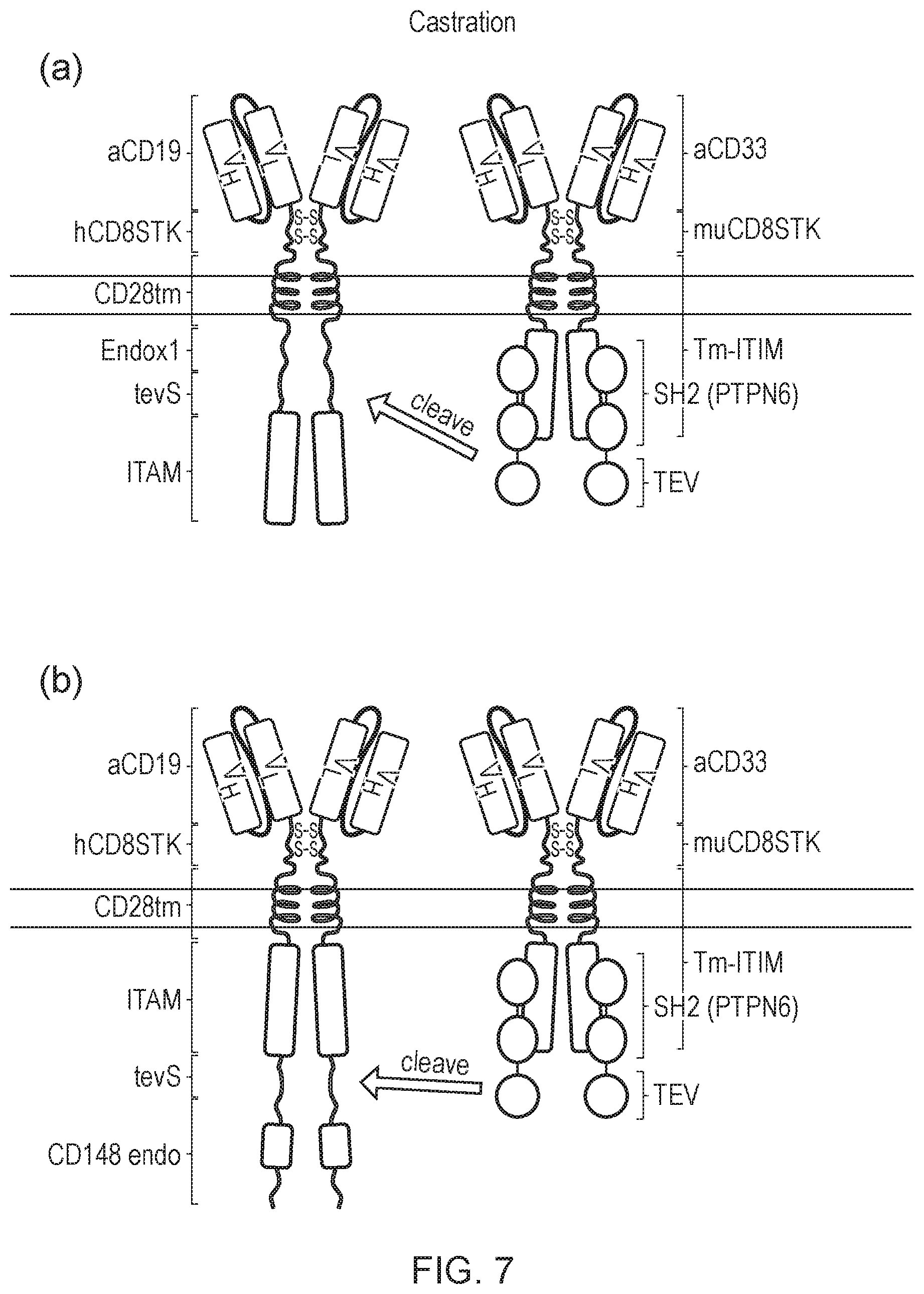 Patent US12612443 Figure 7 – Cell