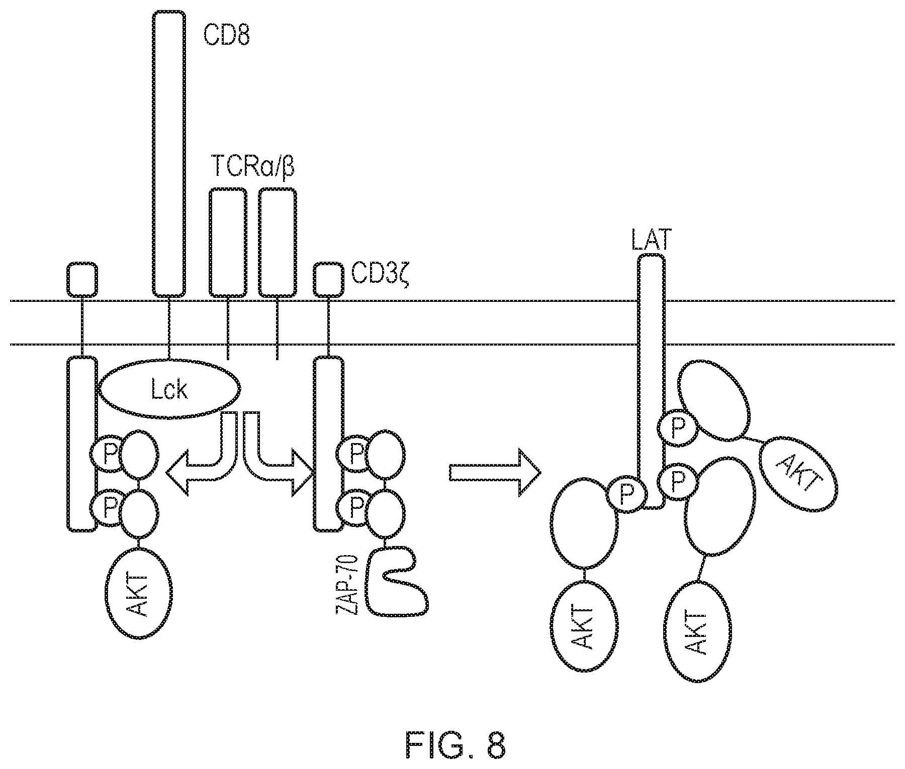 Patent US12612443 Figure 8 – Cell