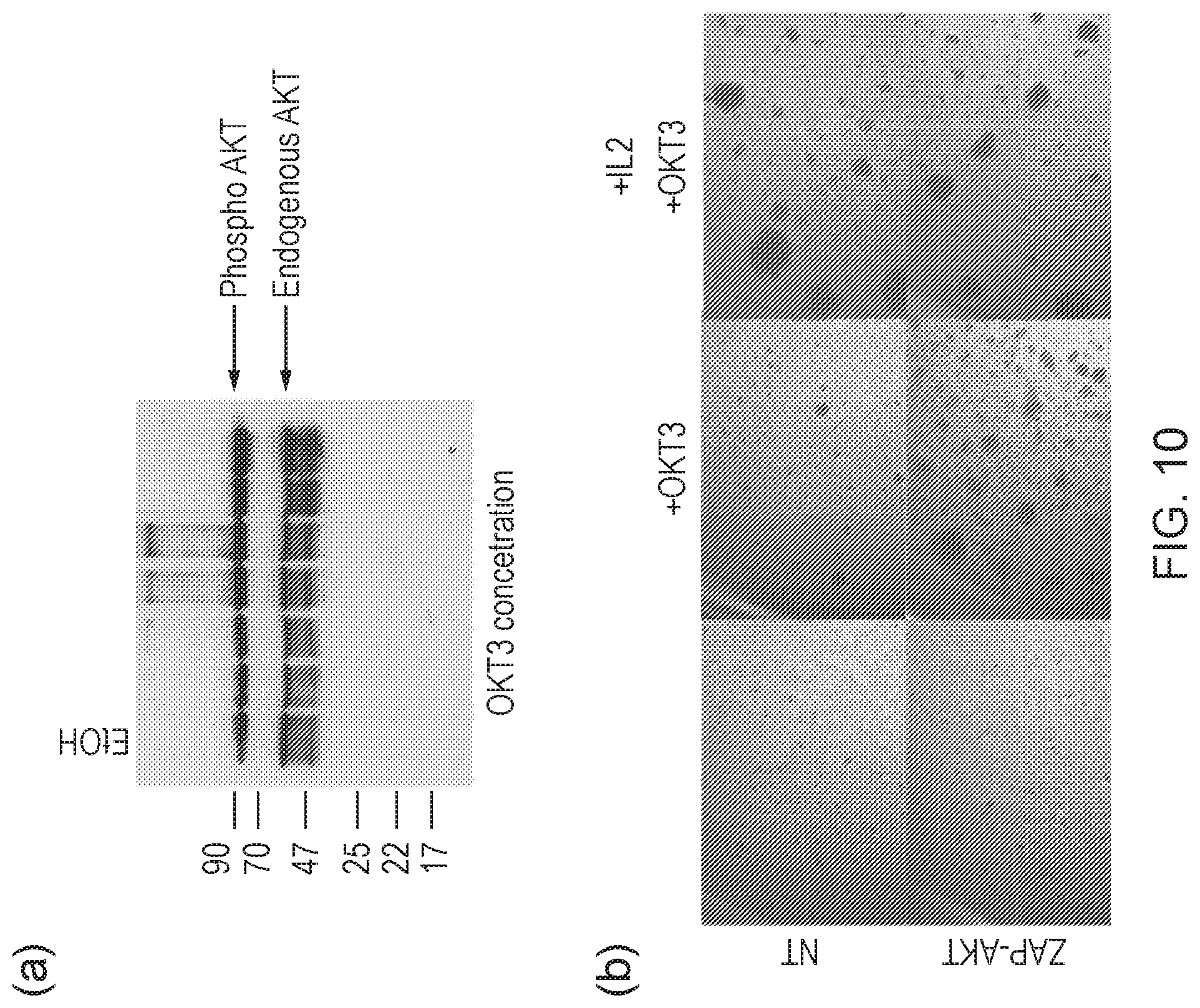 Patent US12612443 Figure 11 – Cell