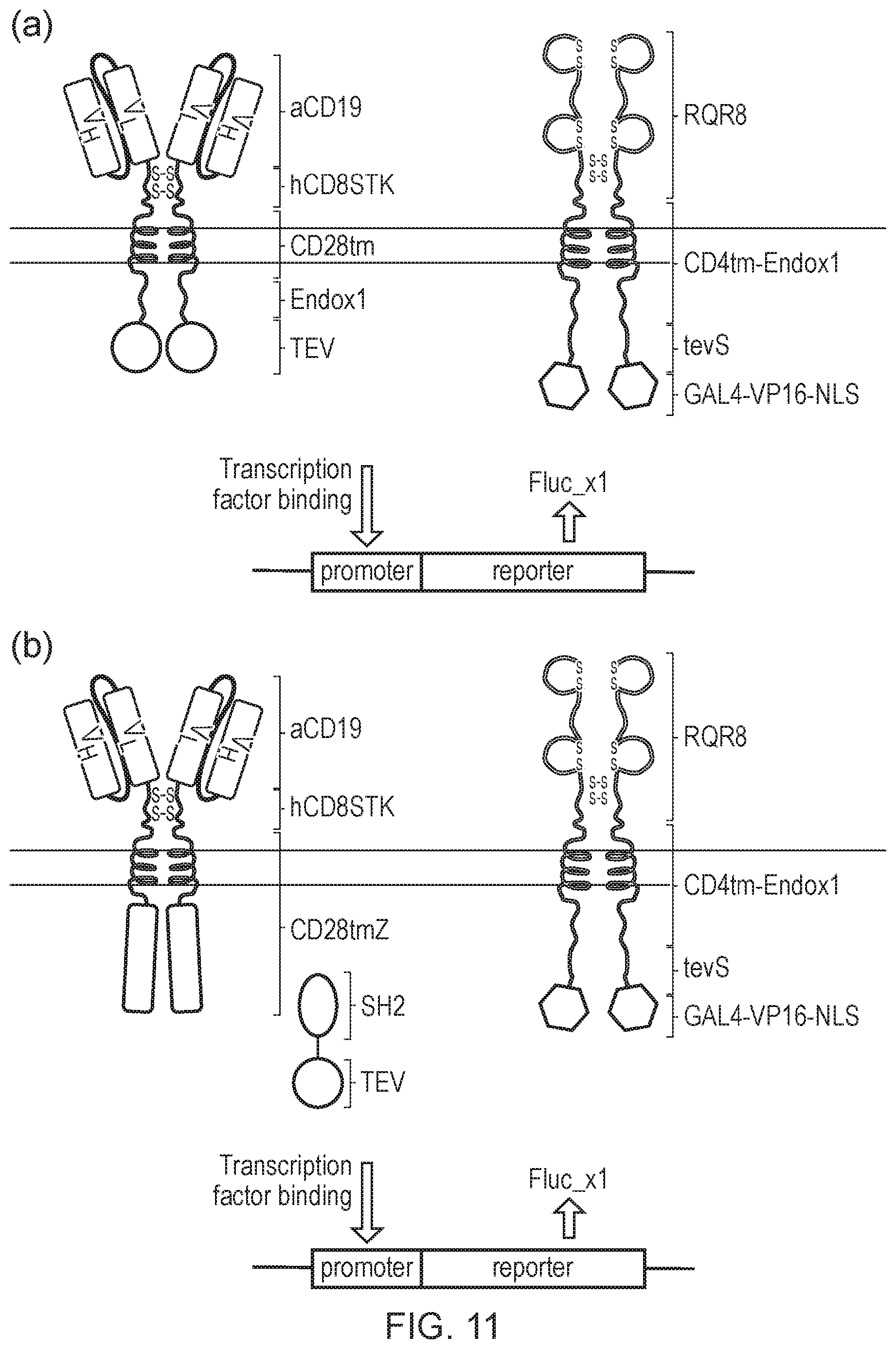 Patent US12612443 Figure 12 – Cell