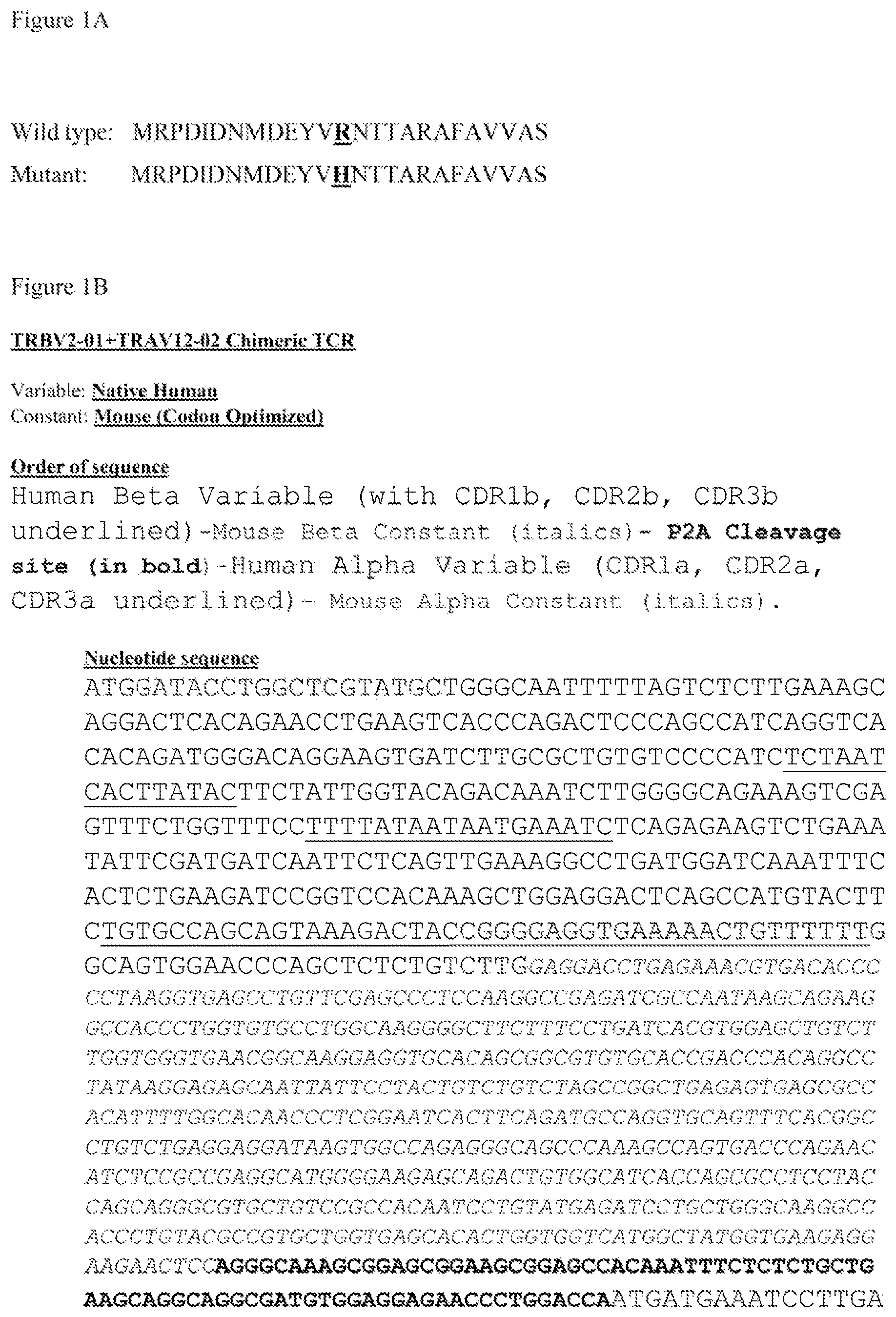 Patent US12612444 Figure 1 – T cell receptors targeting mutations in RNA splicing factors
