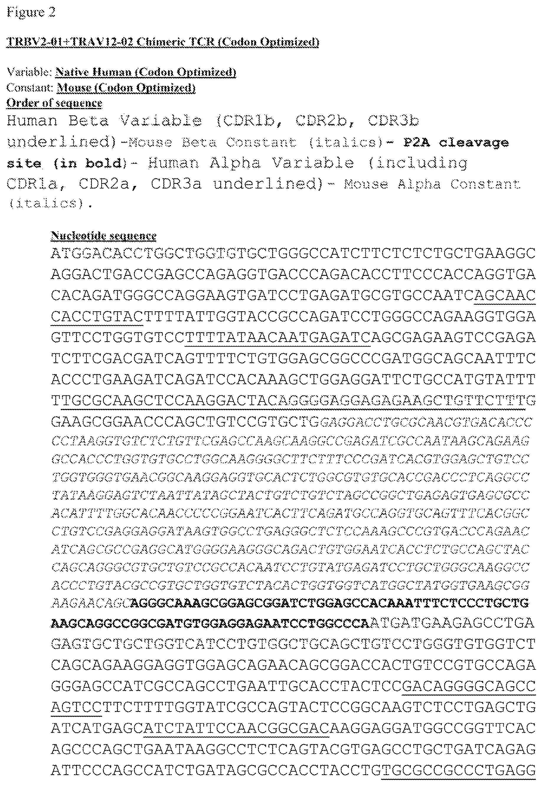 Patent US12612444 Figure 3 – T cell receptors targeting mutations in RNA splicing factors