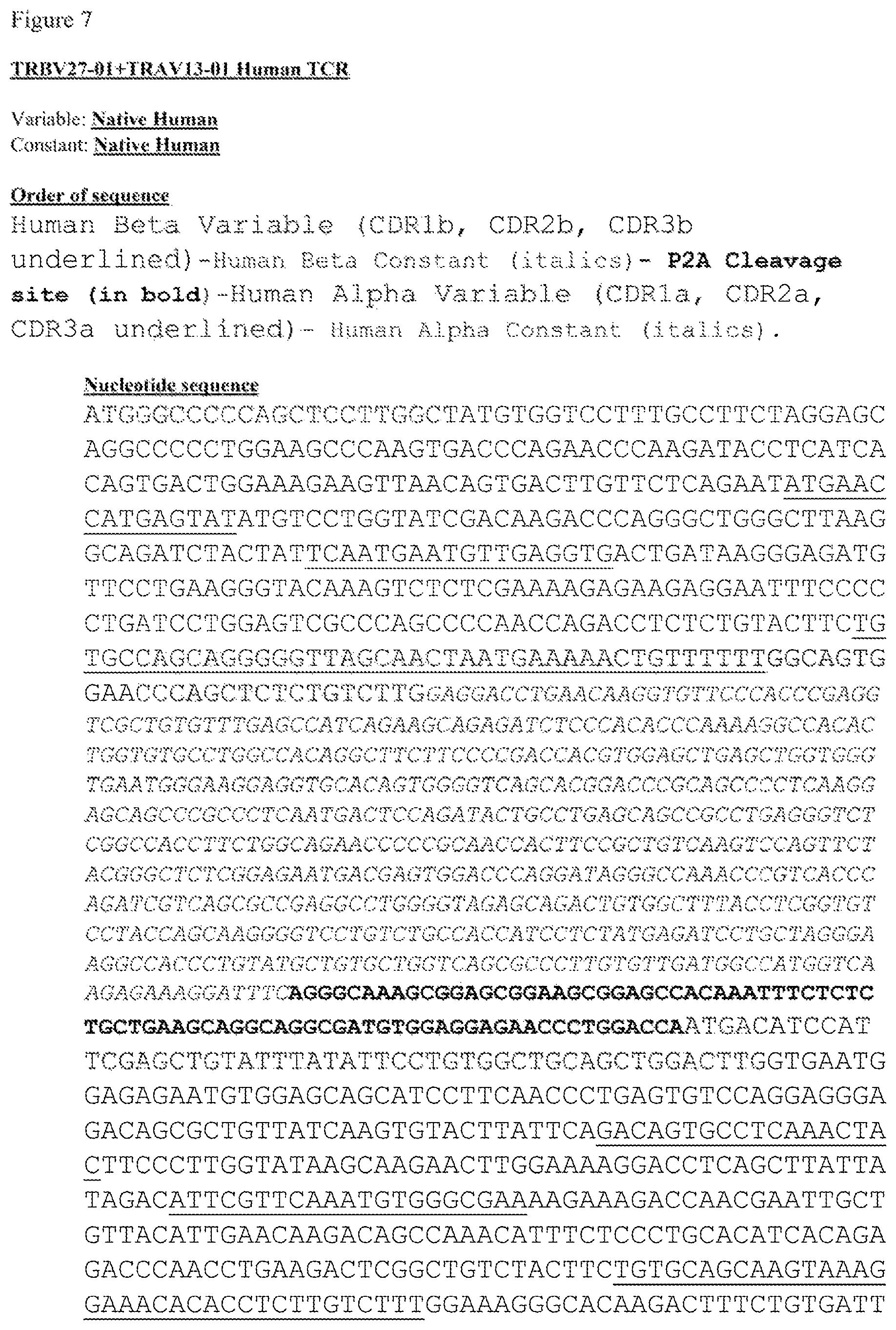 Patent US12612444 Figure 13 – T cell receptors targeting mutations in RNA splicing factors