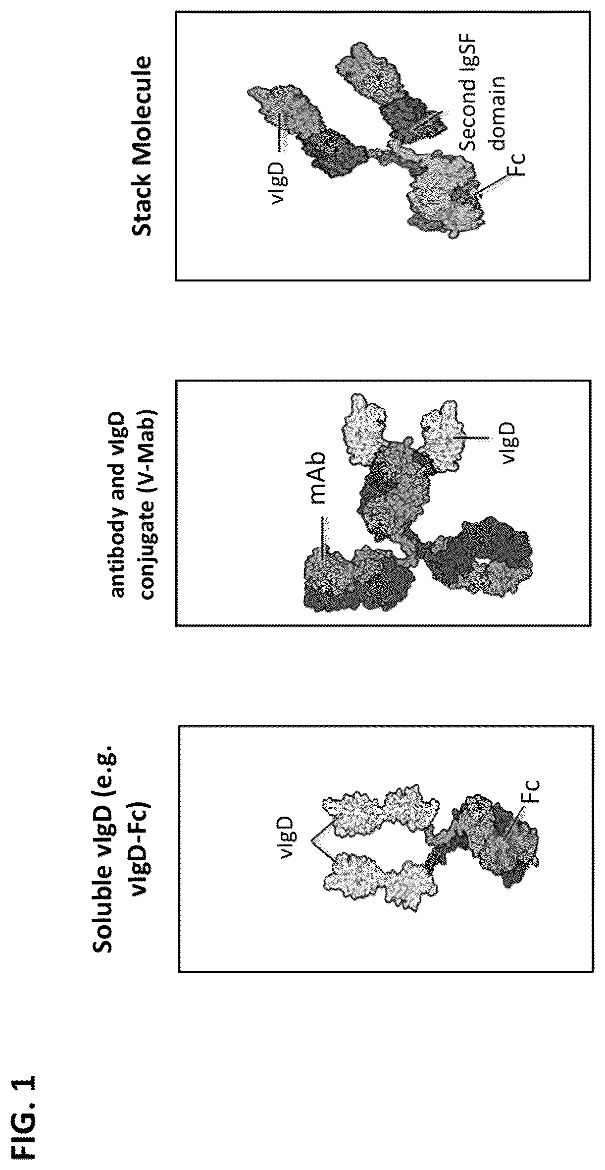 Patent US12612446 — CTLA-4 variant immunomodulatory proteins and uses thereof — Figure 1