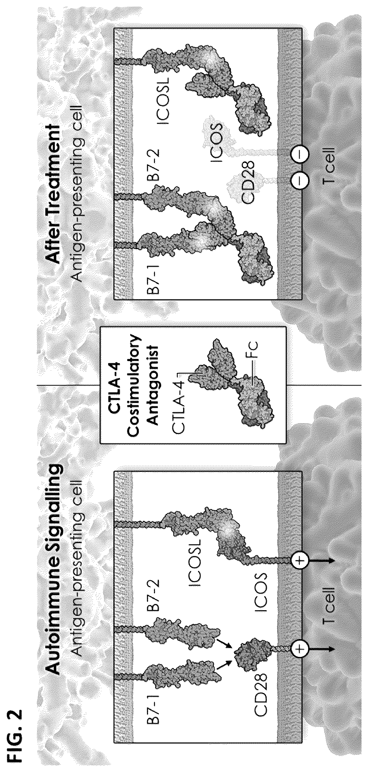 Patent US12612446 Figure 2 – CTLA-4 variant immunomodulatory proteins and uses thereof