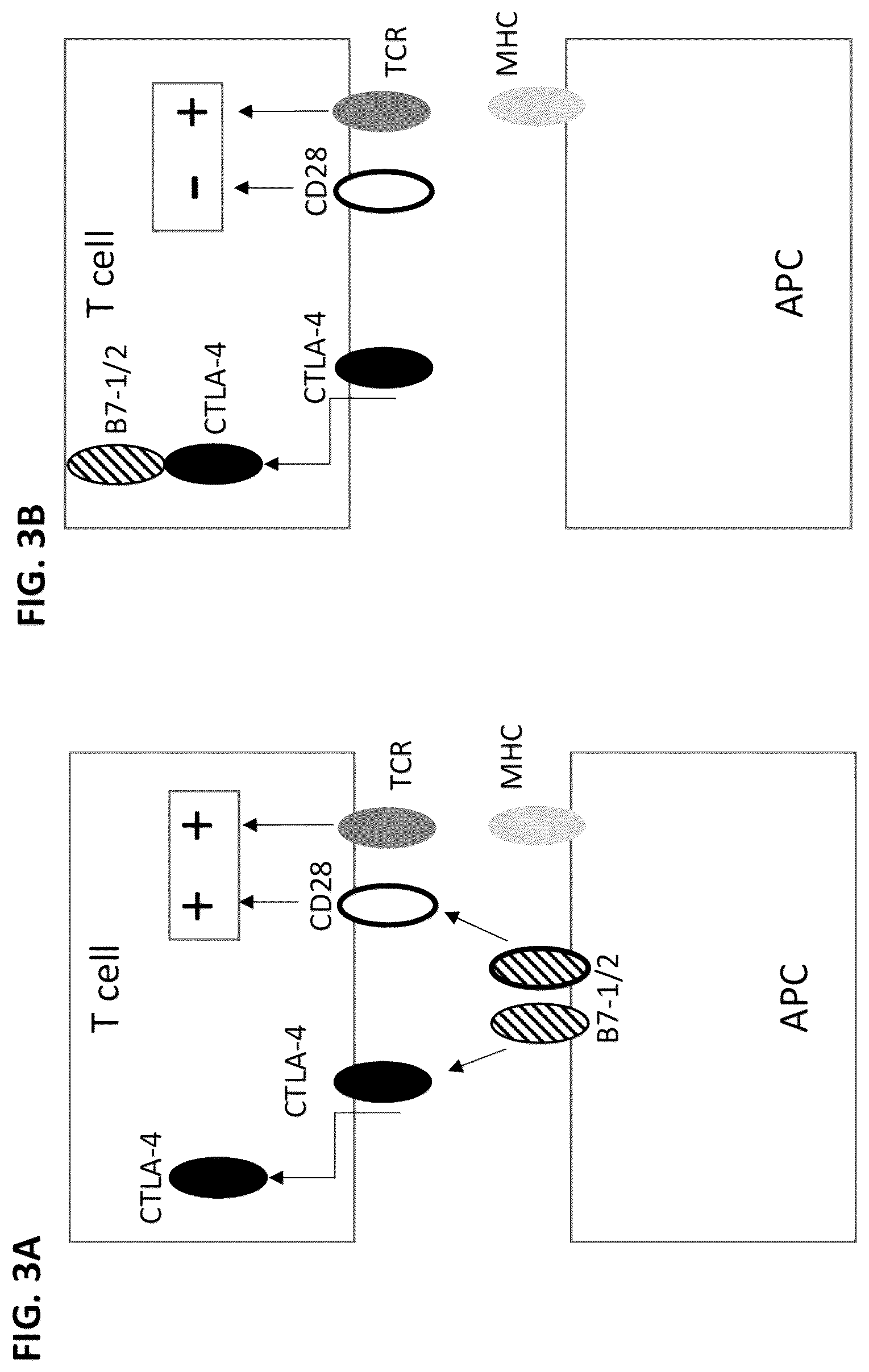 Patent US12612446 Figure 3 – CTLA-4 variant immunomodulatory proteins and uses thereof