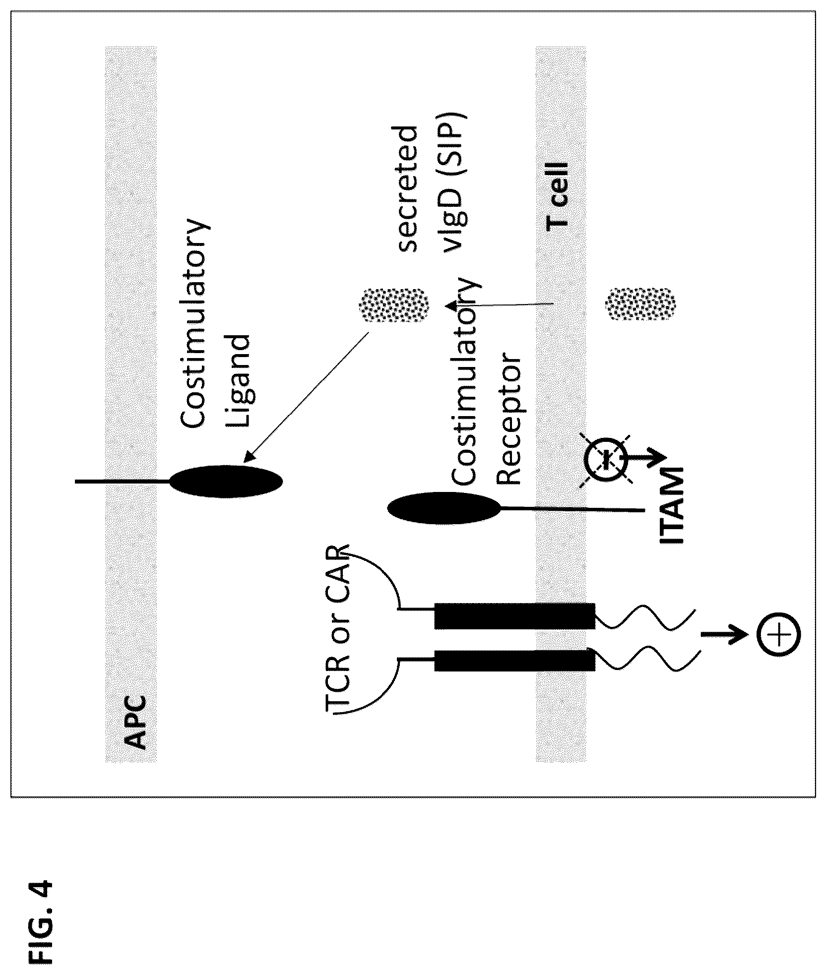 Patent US12612446 Figure 4 – CTLA-4 variant immunomodulatory proteins and uses thereof