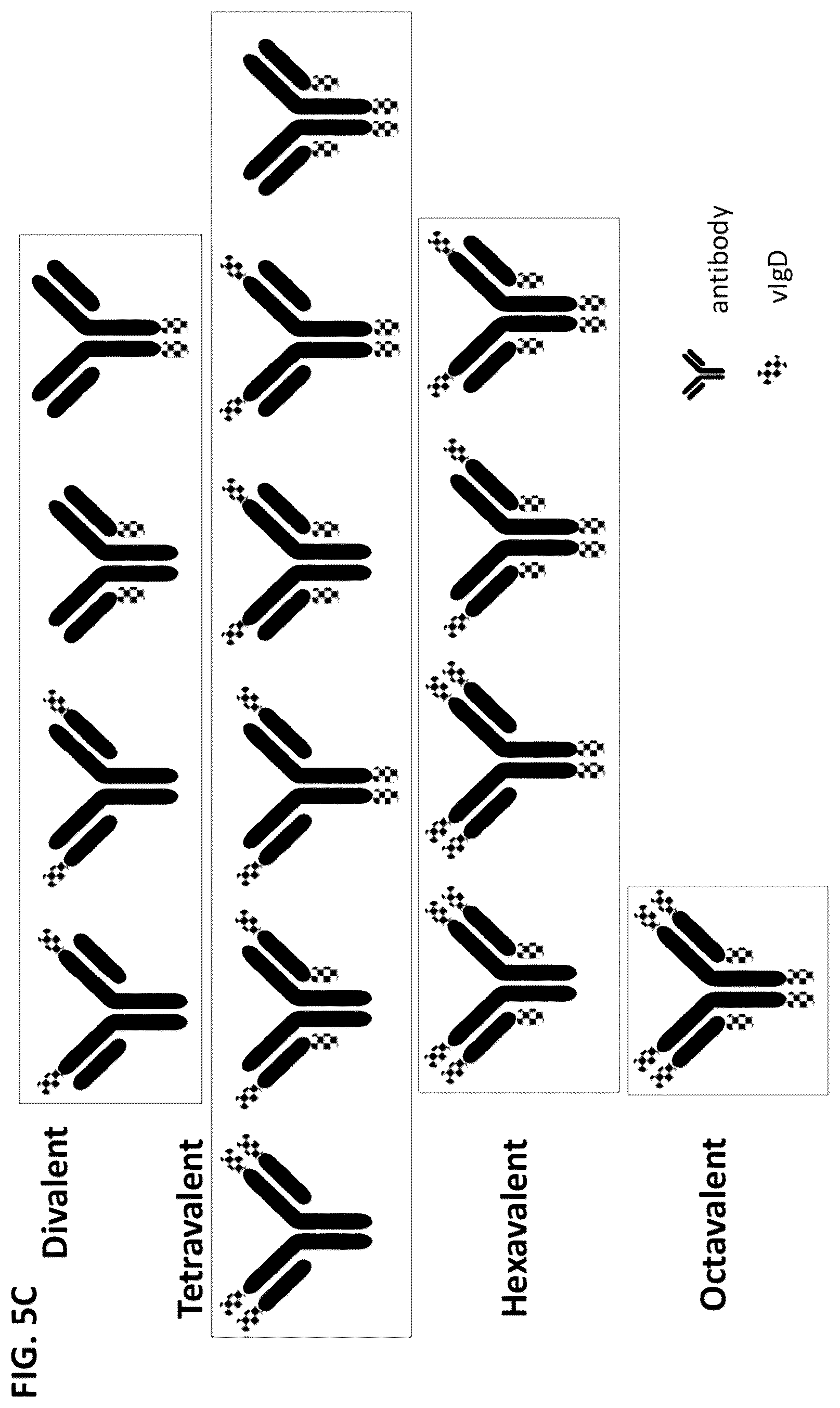 Patent US12612446 Figure 6 – CTLA-4 variant immunomodulatory proteins and uses thereof