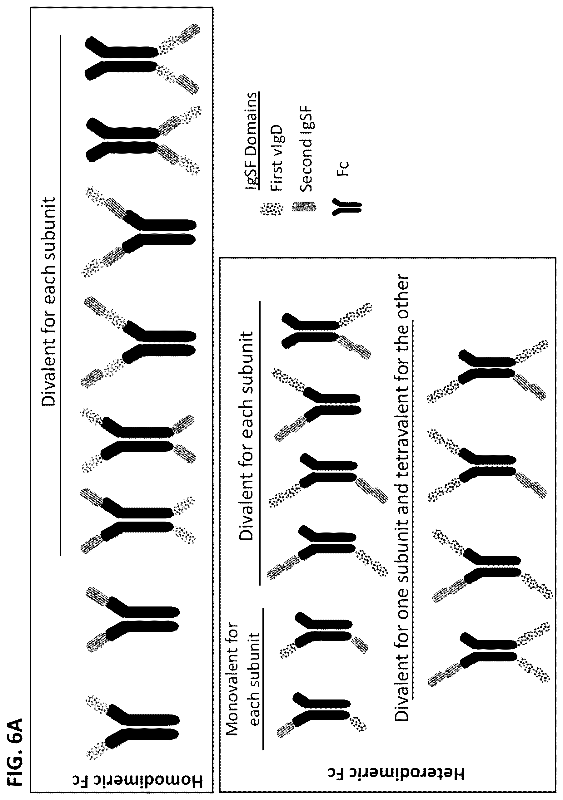 Patent US12612446 Figure 7 – CTLA-4 variant immunomodulatory proteins and uses thereof