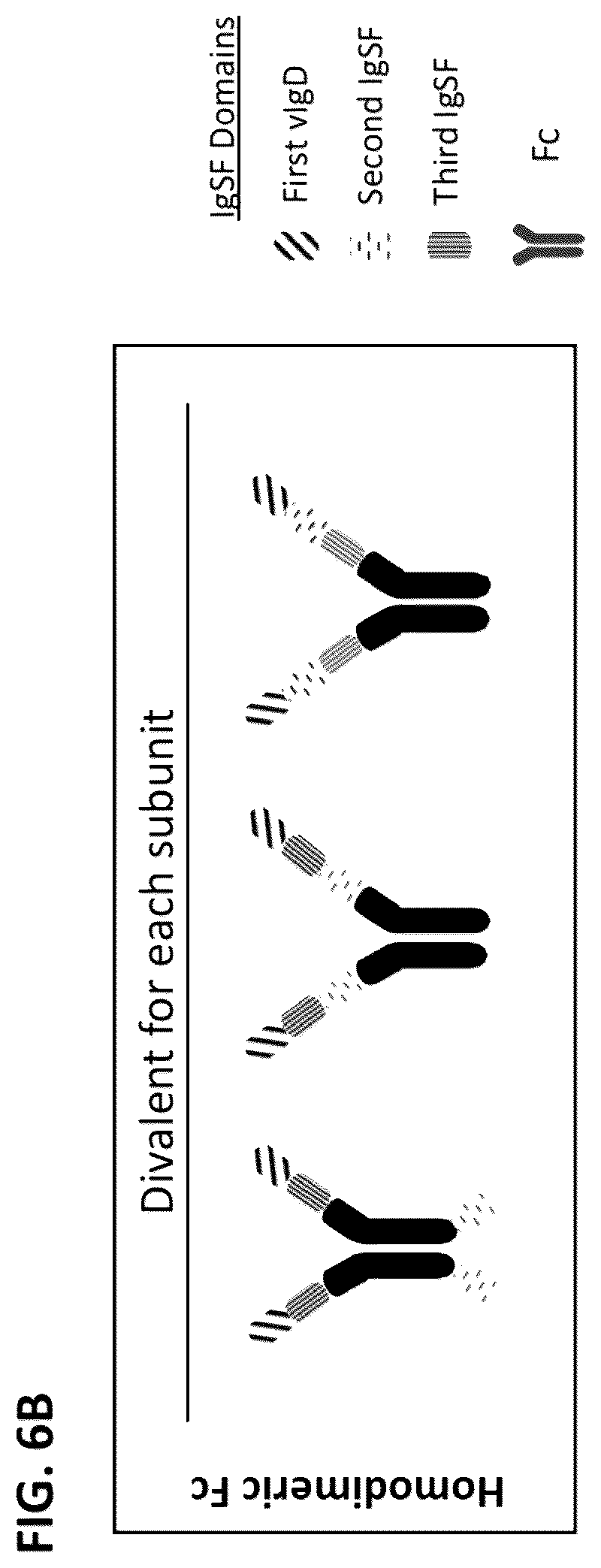 Patent US12612446 Figure 8 – CTLA-4 variant immunomodulatory proteins and uses thereof