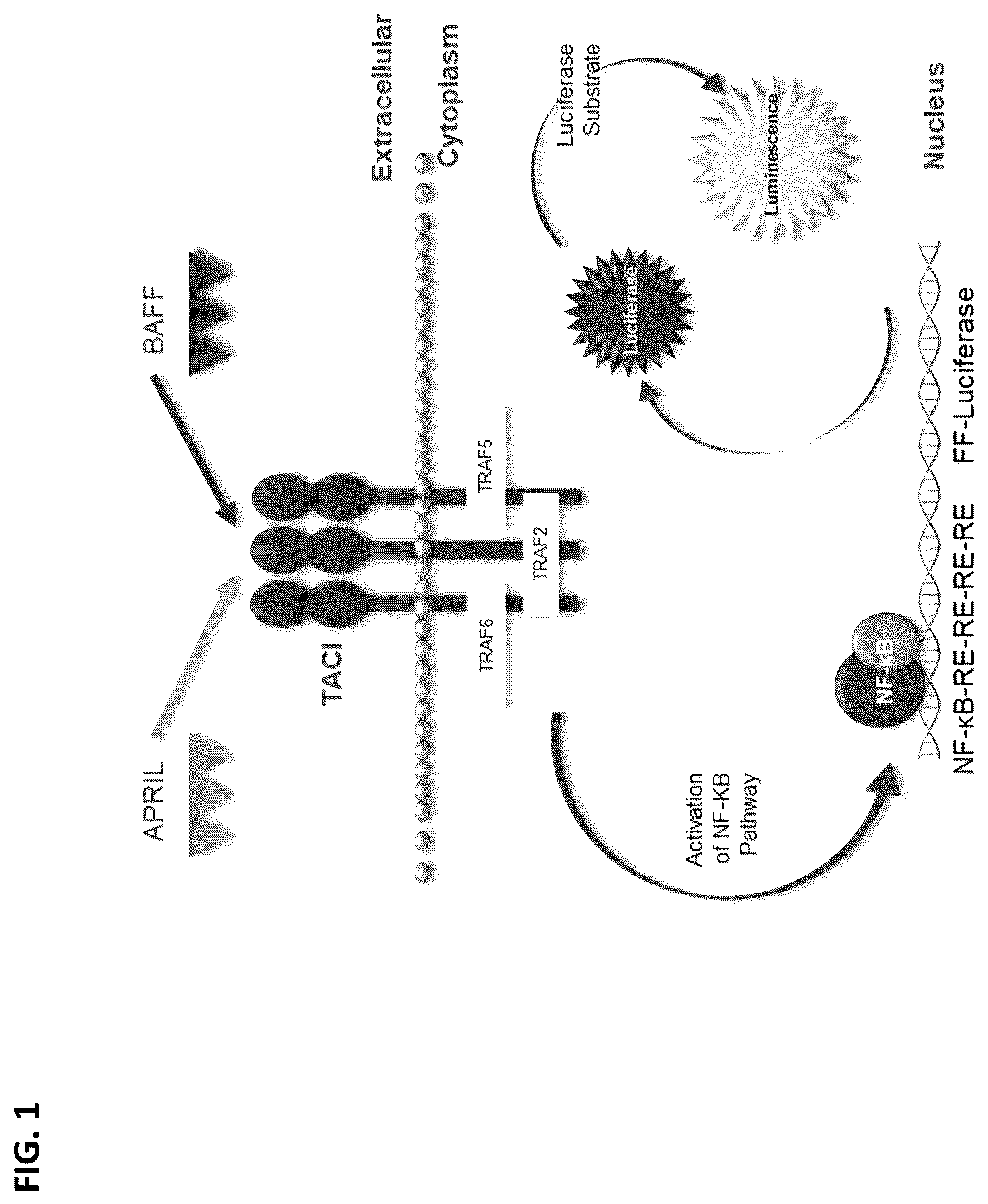 Patent US12612447 Figure 1 – April and BAFF inhibitory immunomodulatory proteins and methods of use thereof