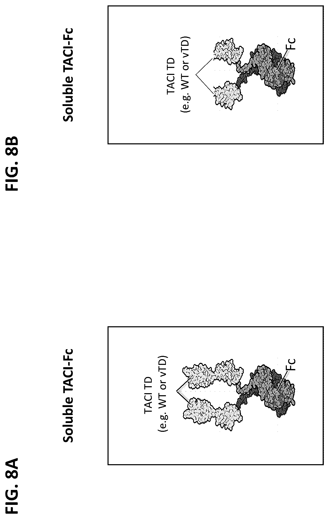 Patent US12612447 Figure 13 – April and BAFF inhibitory immunomodulatory proteins and methods of use thereof