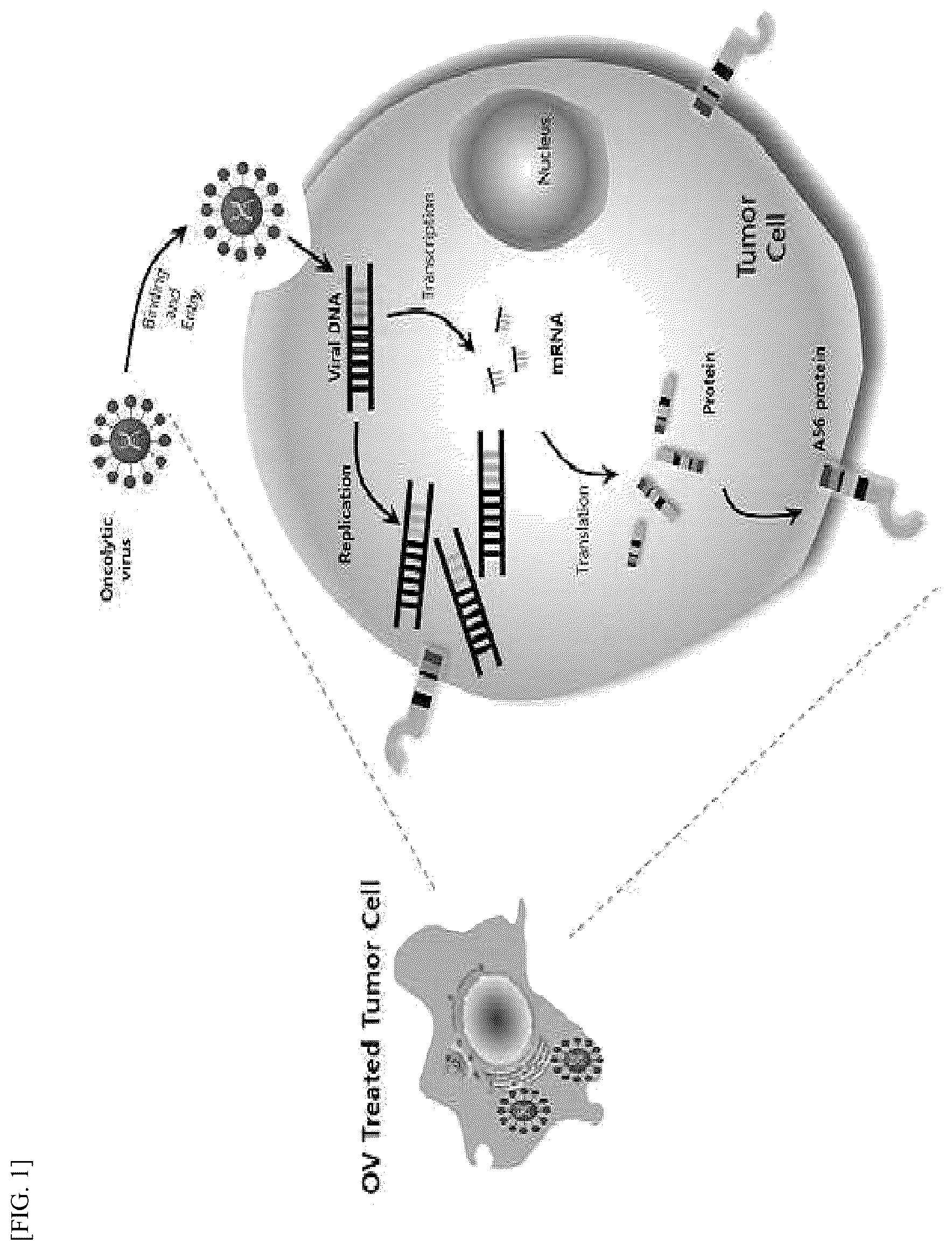 Patent US12612448 Figure 1 – Tumor-targeting A56 protein or fragment thereof, antibody binding to A56 protein, and use thereof