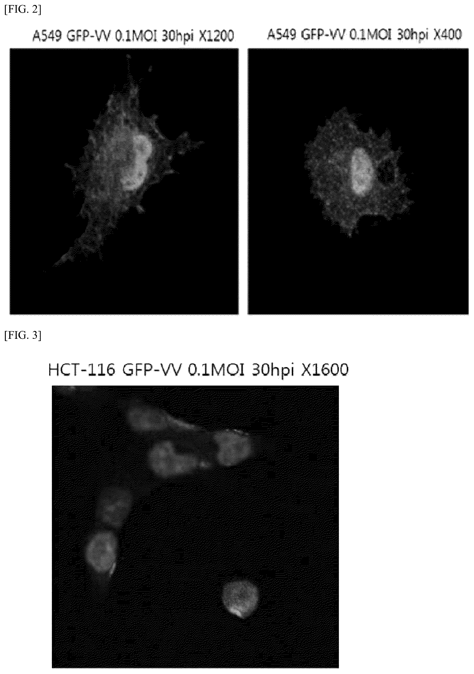 Patent US12612448 Figure 2 – Tumor-targeting A56 protein or fragment thereof, antibody binding to A56 protein, and use thereof
