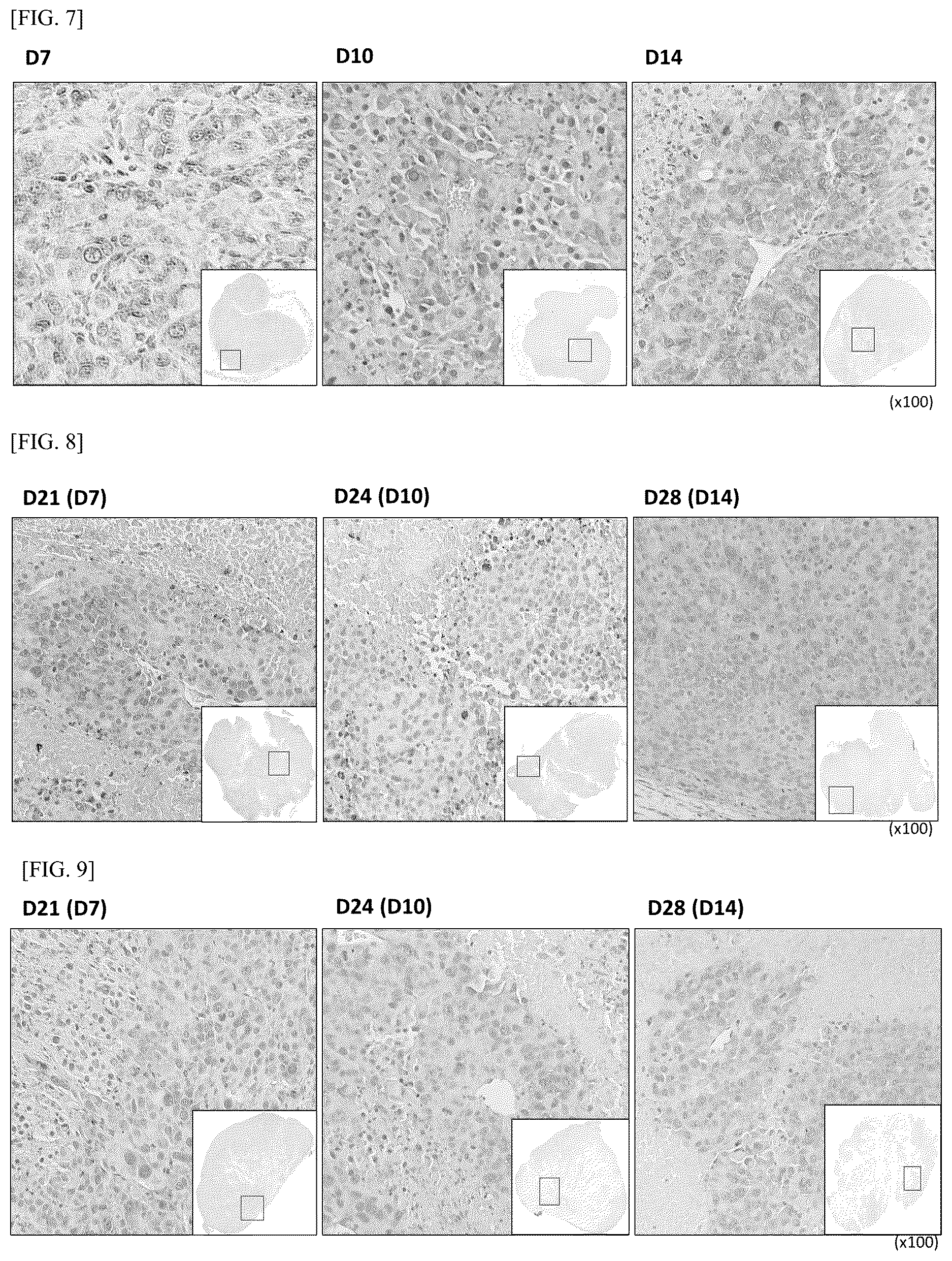 Patent US12612448 Figure 5 – Tumor-targeting A56 protein or fragment thereof, antibody binding to A56 protein, and use thereof