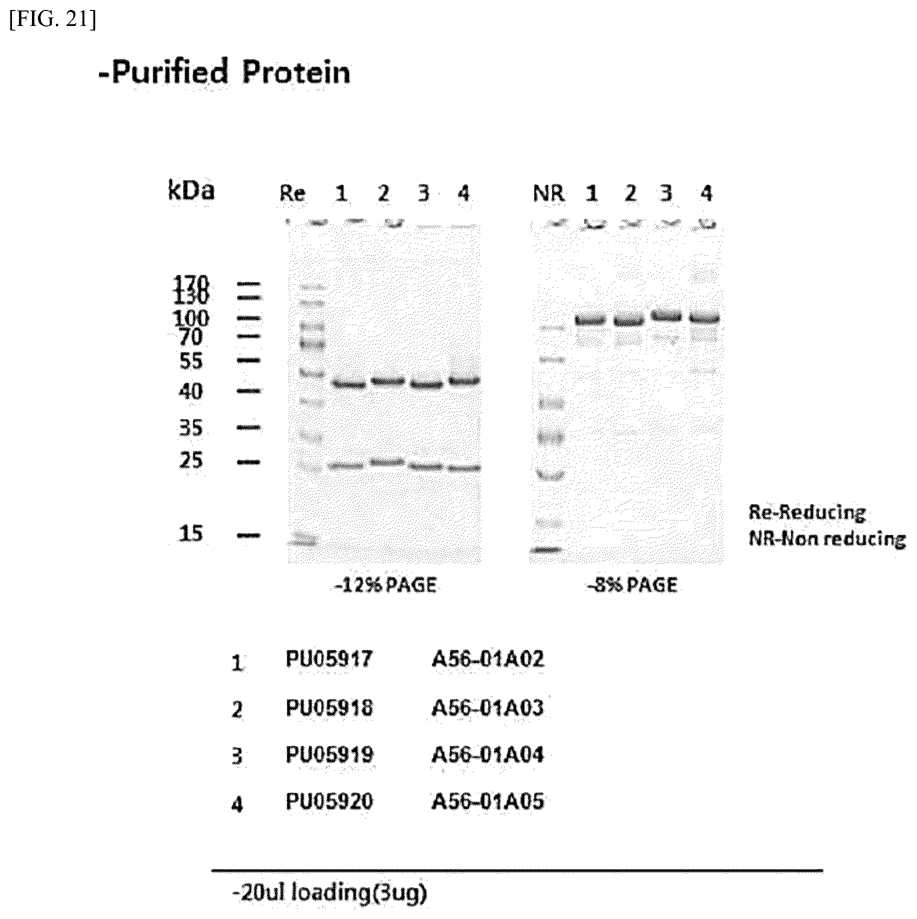 Patent US12612448 Figure 17 – Tumor-targeting A56 protein or fragment thereof, antibody binding to A56 protein, and use thereof