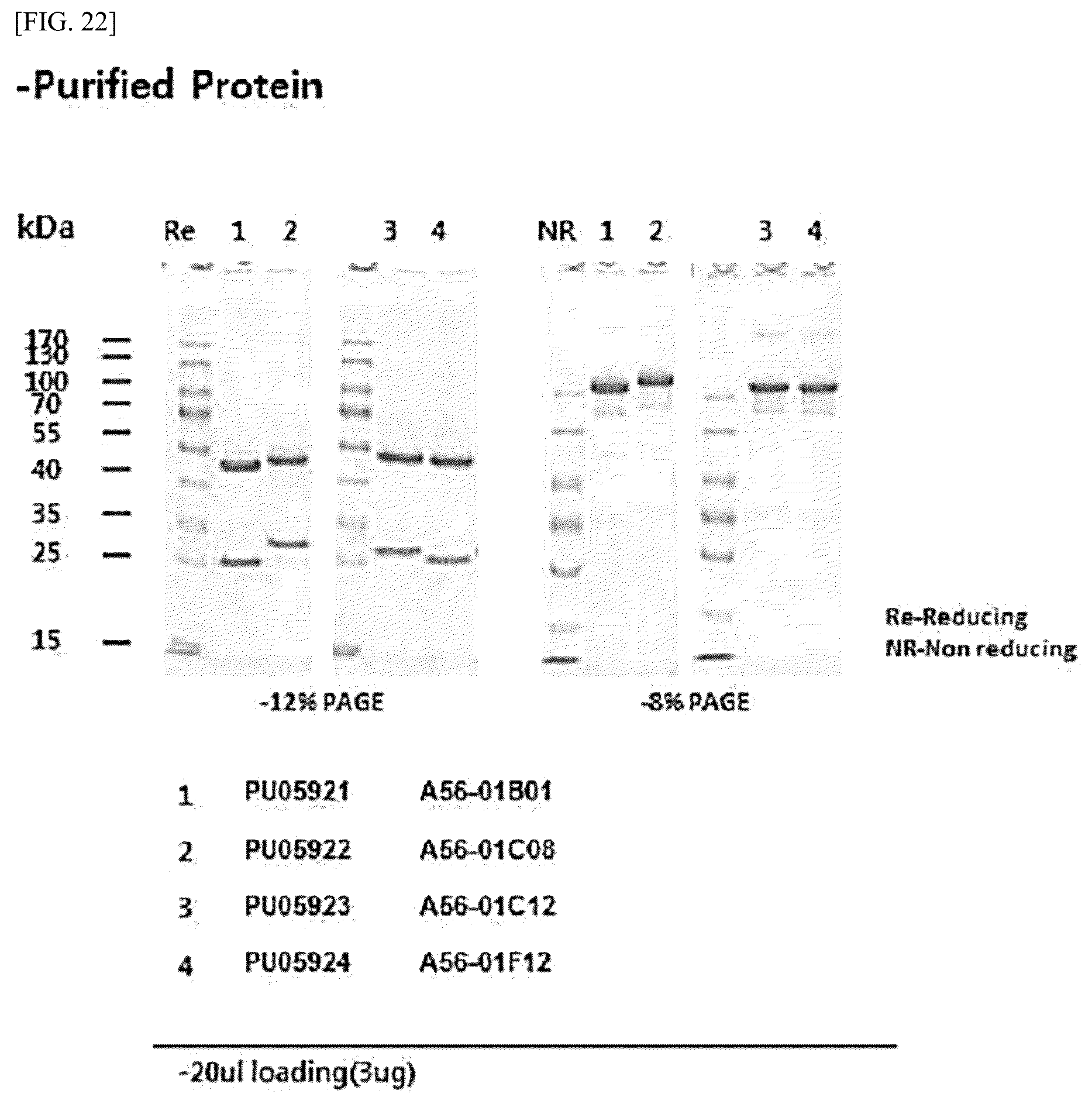Patent US12612448 Figure 18 – Tumor-targeting A56 protein or fragment thereof, antibody binding to A56 protein, and use thereof