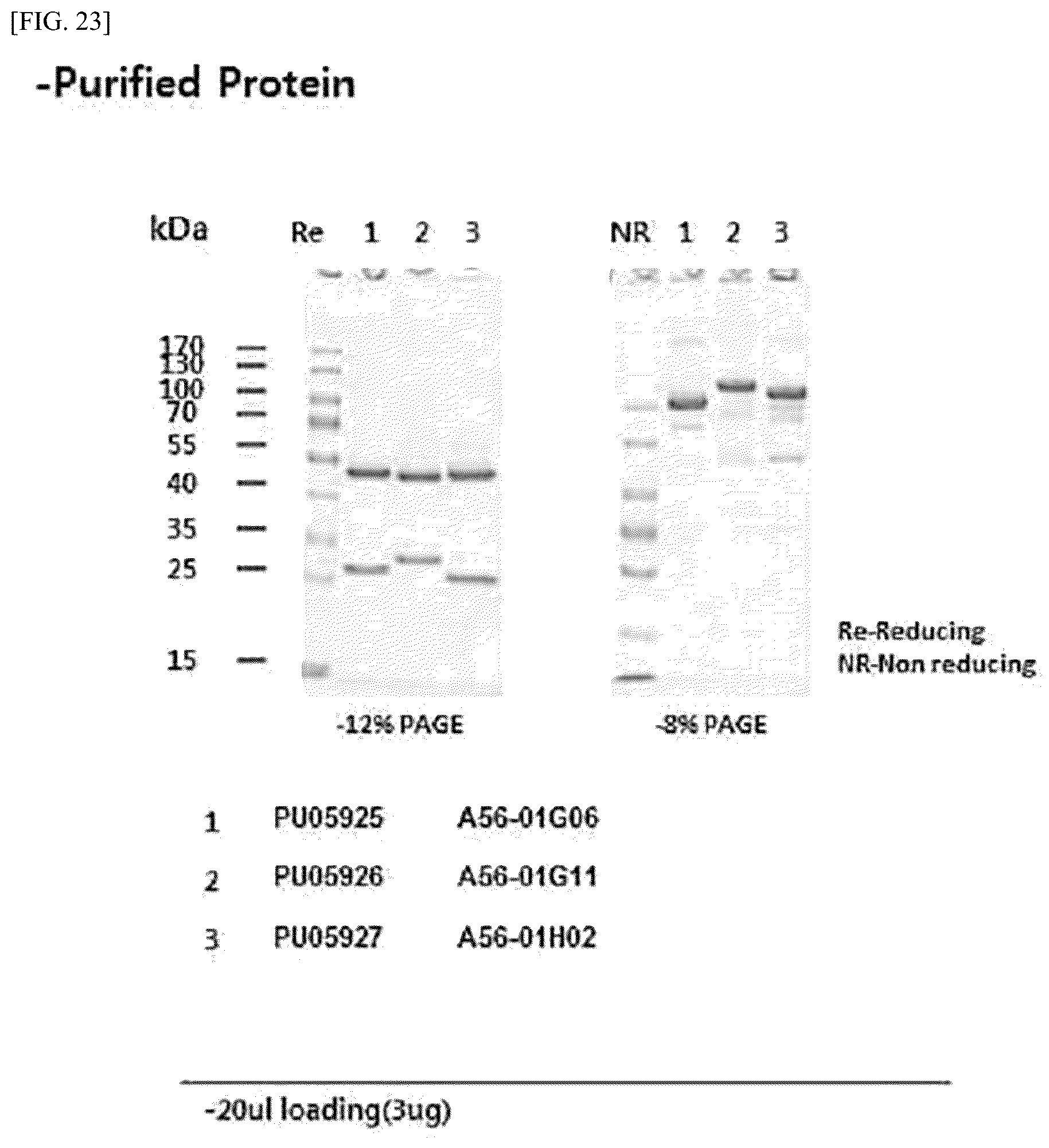 Patent US12612448 Figure 19 – Tumor-targeting A56 protein or fragment thereof, antibody binding to A56 protein, and use thereof