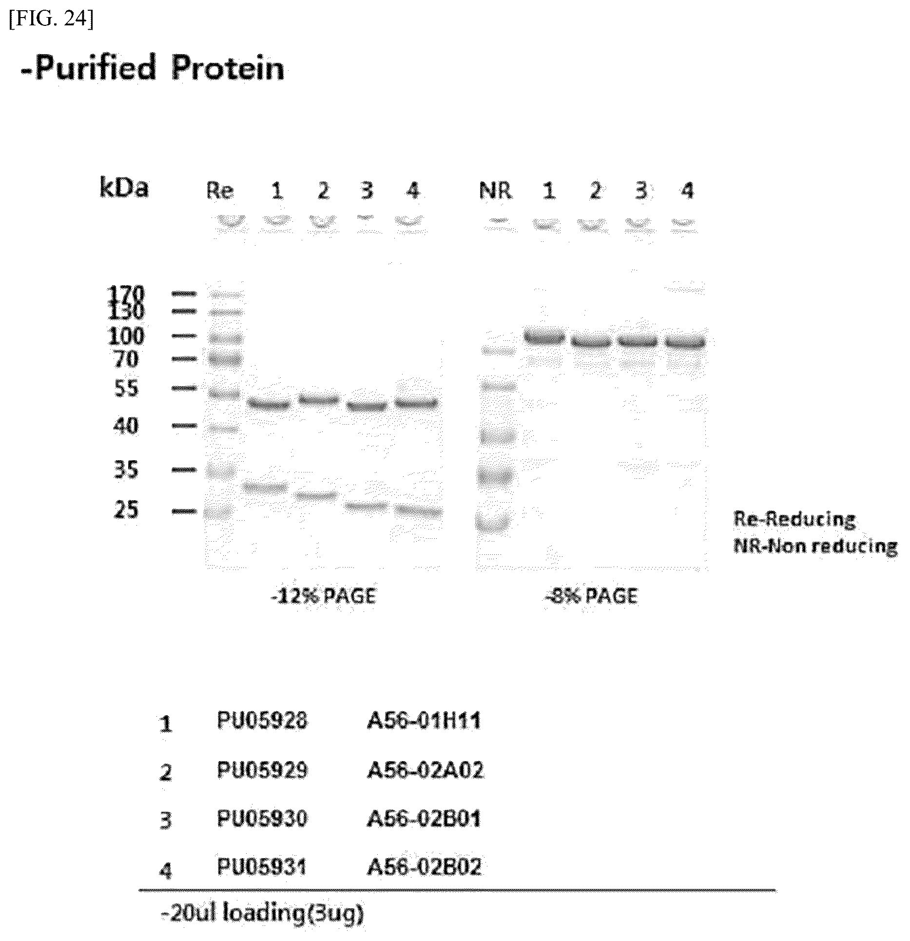 Patent US12612448 Figure 20 – Tumor-targeting A56 protein or fragment thereof, antibody binding to A56 protein, and use thereof