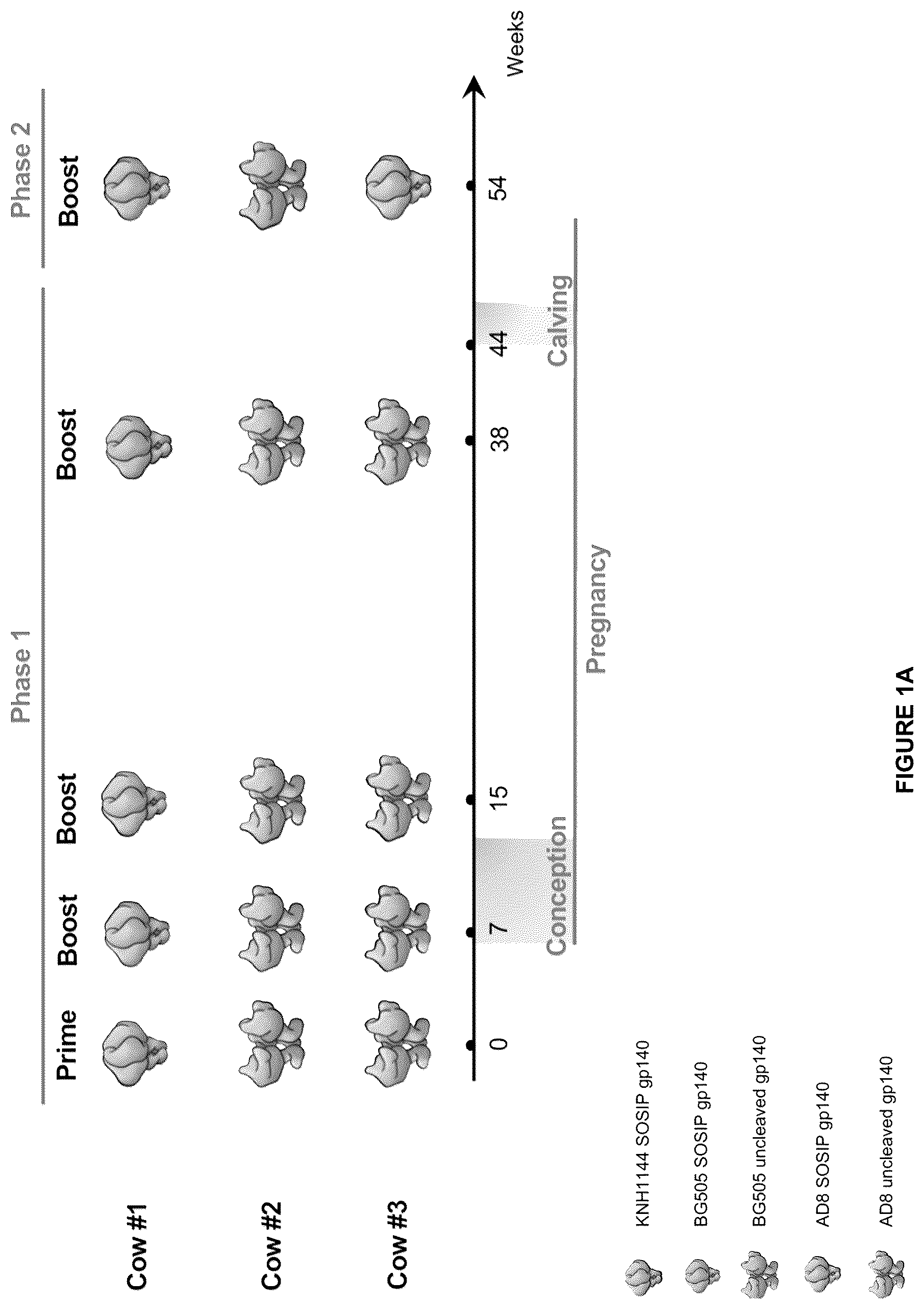 Patent US12612449 Figure 1 – HIV-1 antibodies
