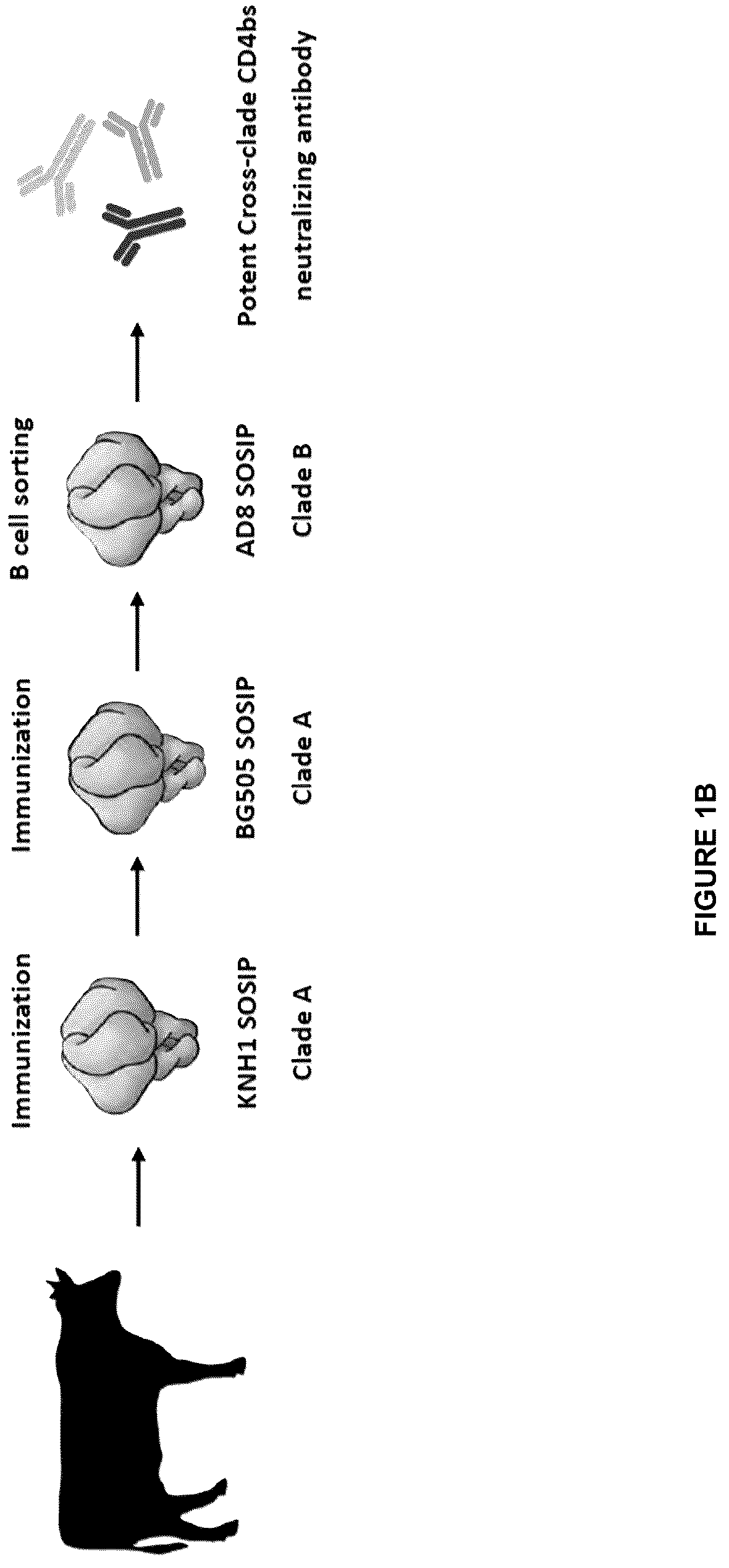 Patent US12612449 Figure 2 – HIV-1 antibodies