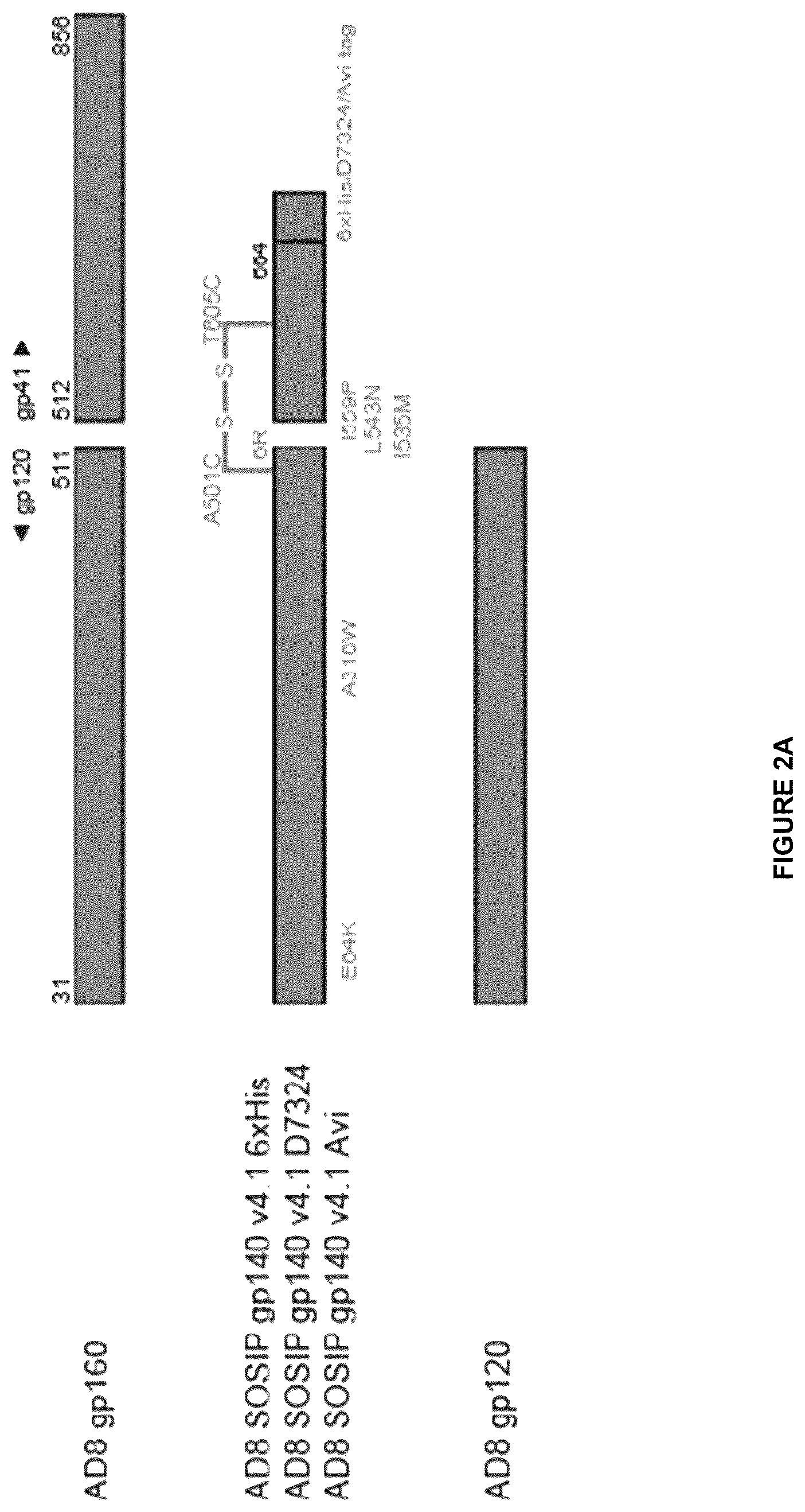 Patent US12612449 Figure 6 – HIV-1 antibodies