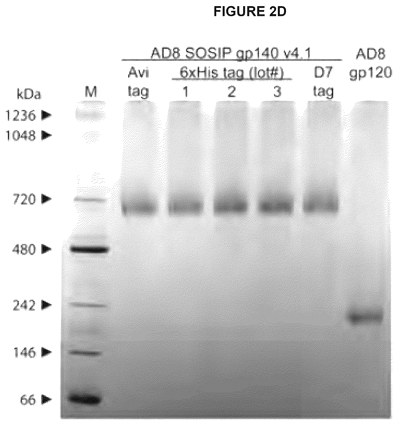 Patent US12612449 Figure 8 – HIV-1 antibodies