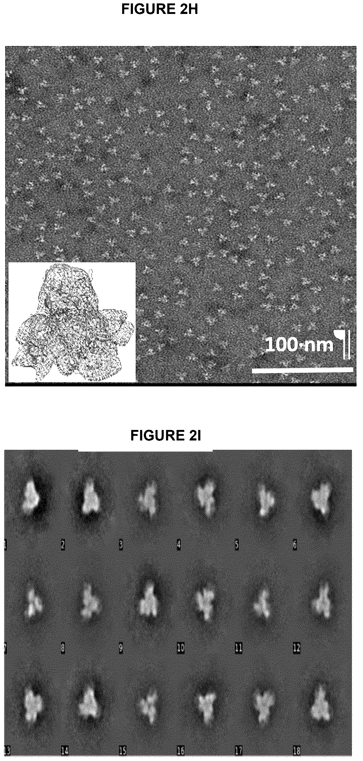 Patent US12612449 Figure 11 – HIV-1 antibodies