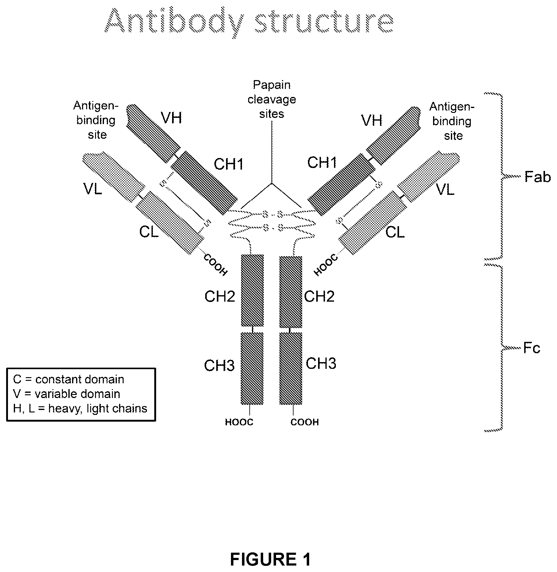 Patent US12612454 Figure 1 – Canine antibody variants
