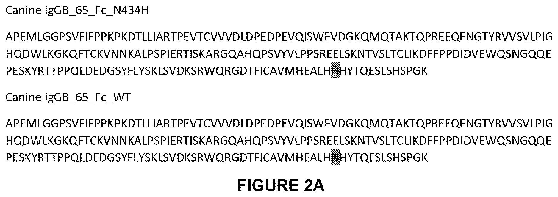Patent US12612454 Figure 2 – Canine antibody variants