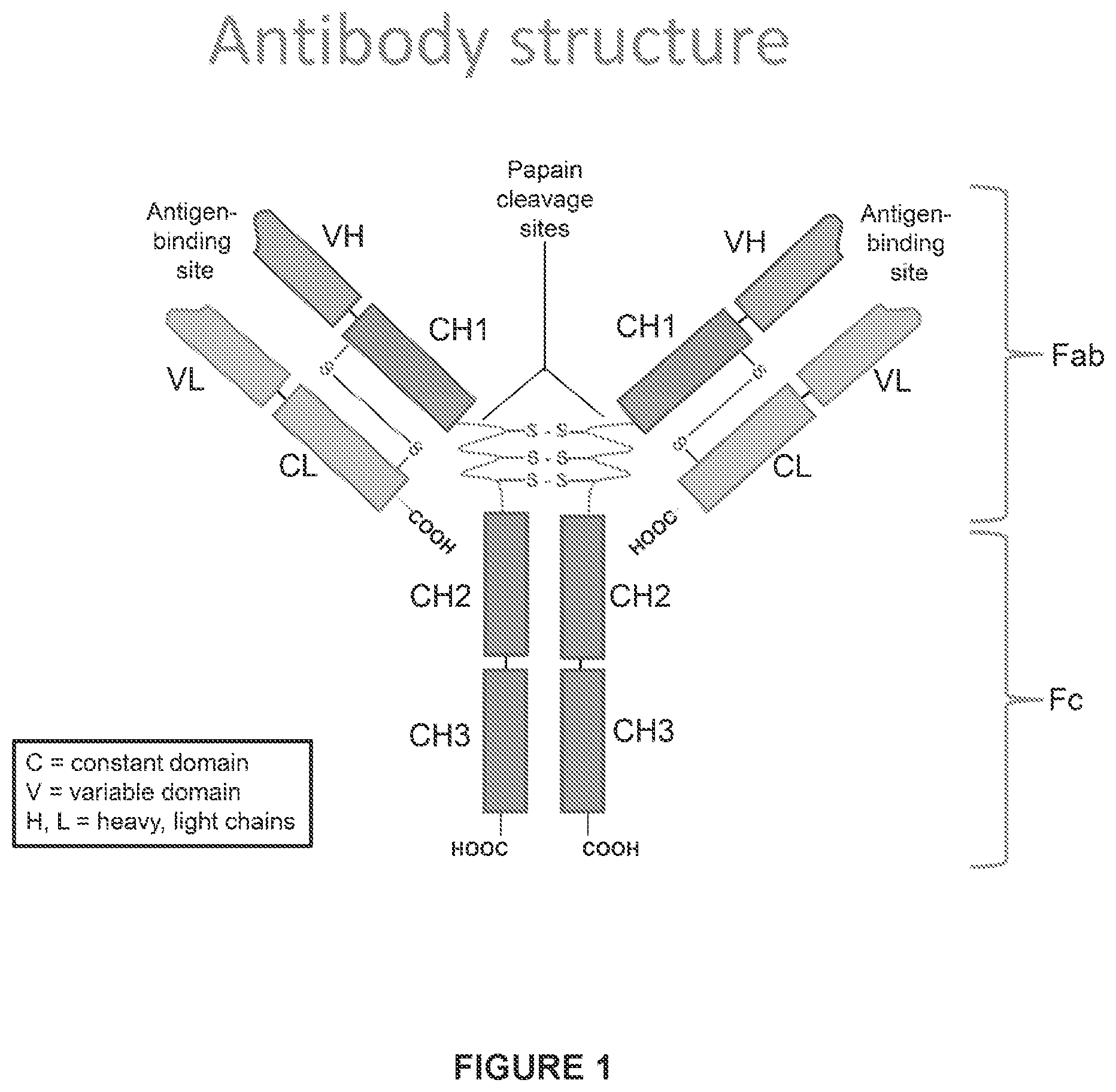 Patent US12612455 — Feline antibody variants — Figure 1
