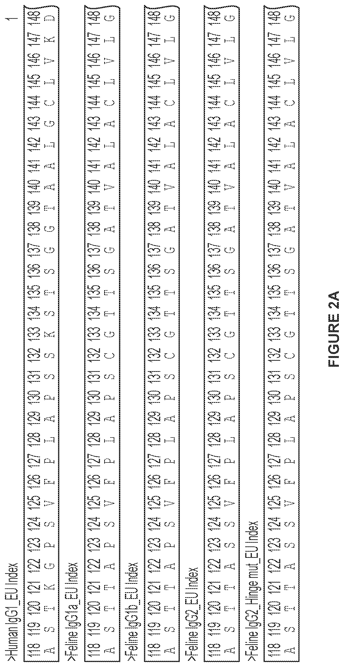 Patent US12612455 Figure 2 – Feline antibody variants