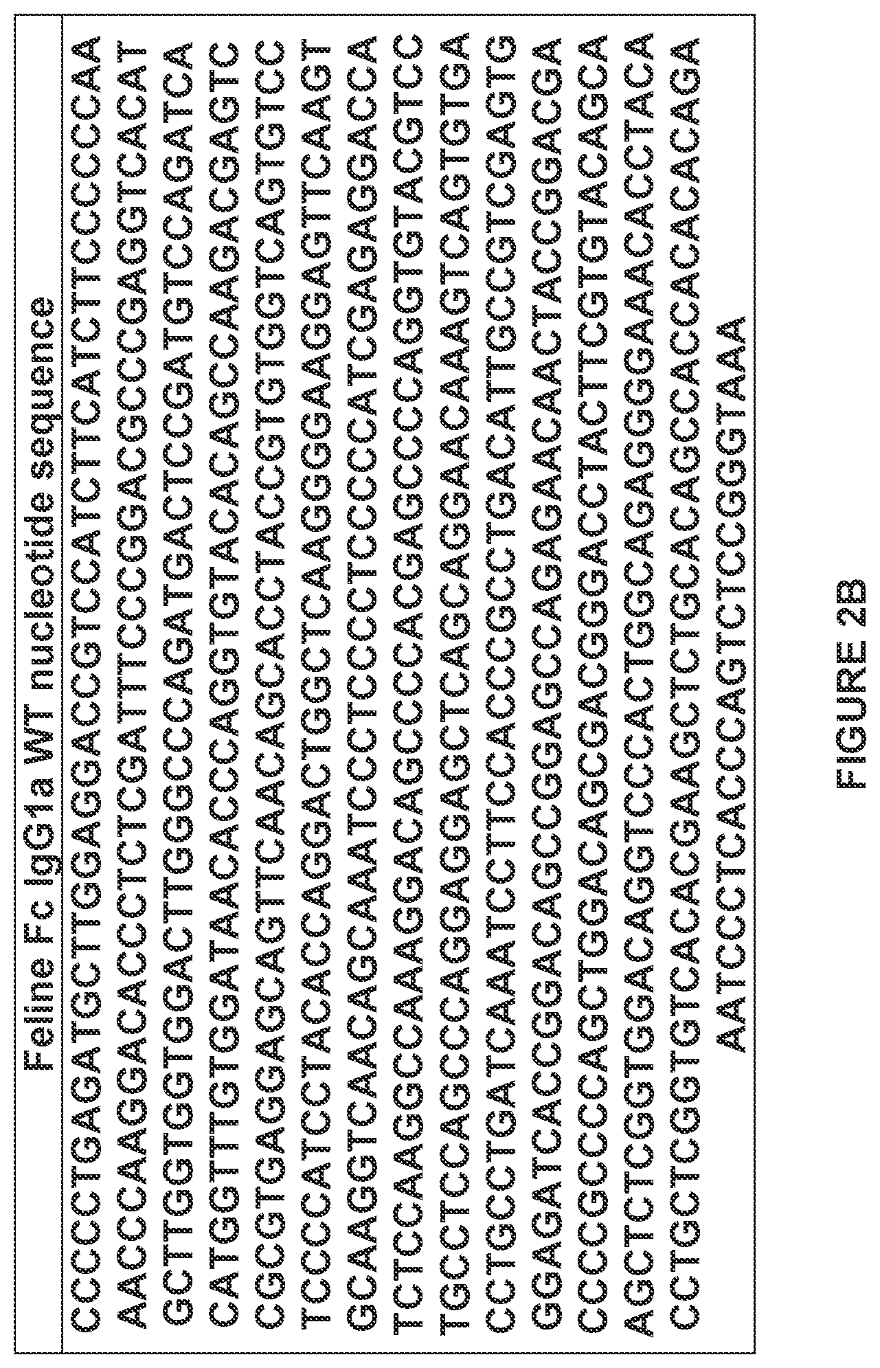 Patent US12612455 Figure 13 – Feline antibody variants