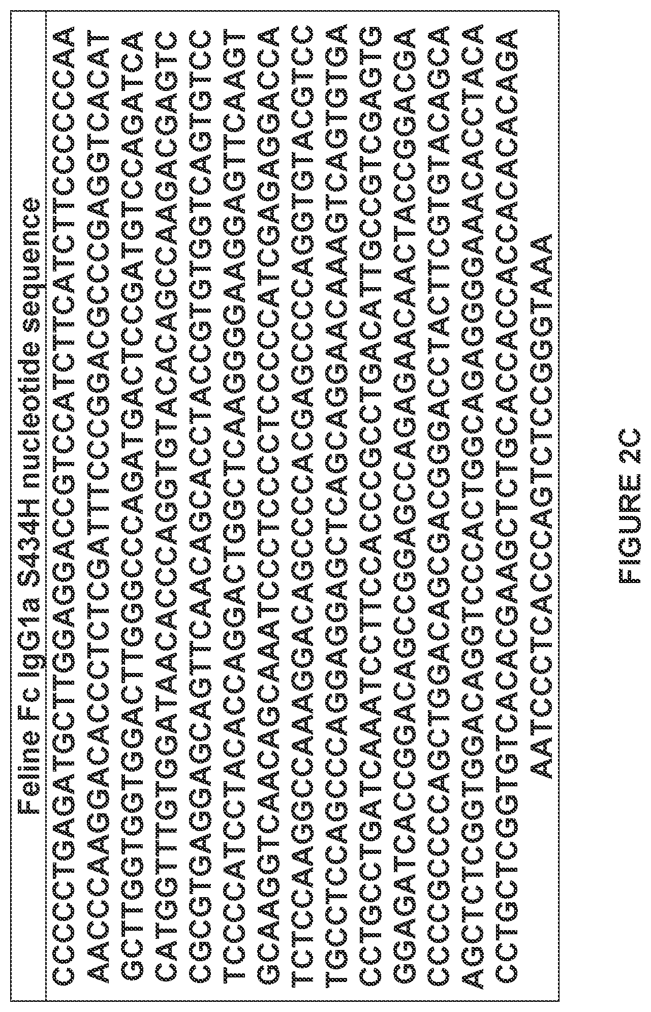 Patent US12612455 Figure 14 – Feline antibody variants