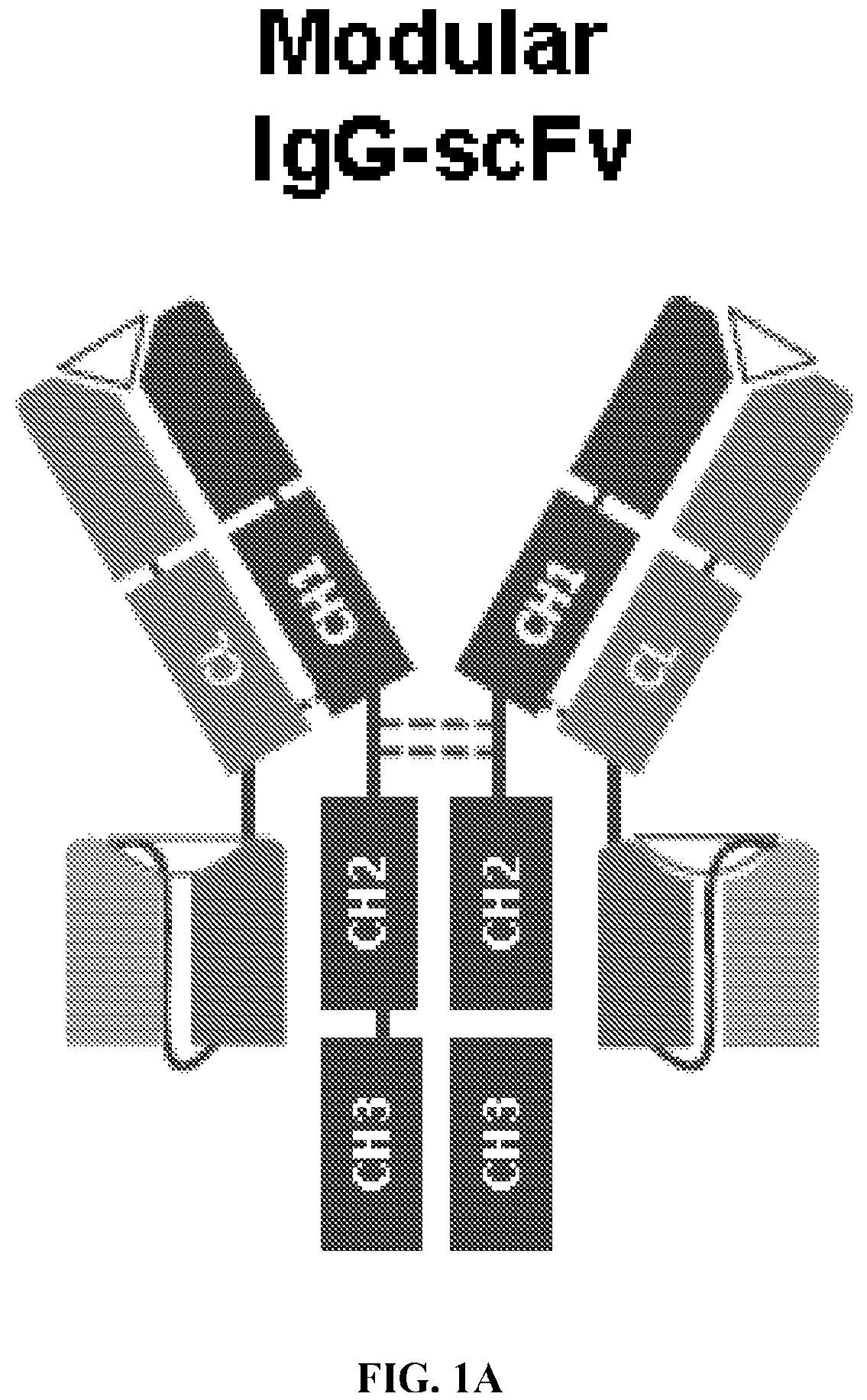 Patent US12612456 Figure 1 – CD19 antibodies and methods of using the same