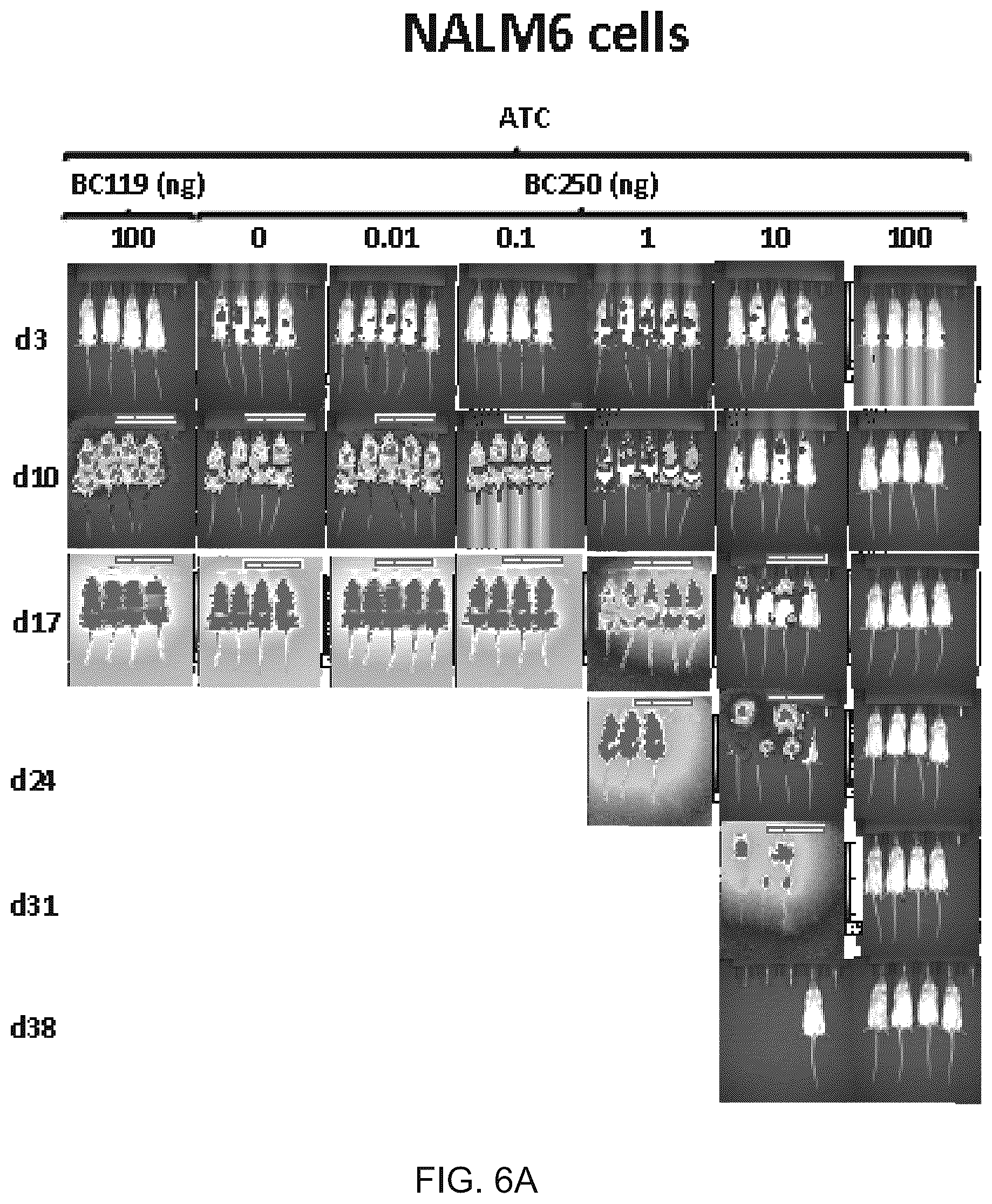 Patent US12612456 Figure 8 – CD19 antibodies and methods of using the same