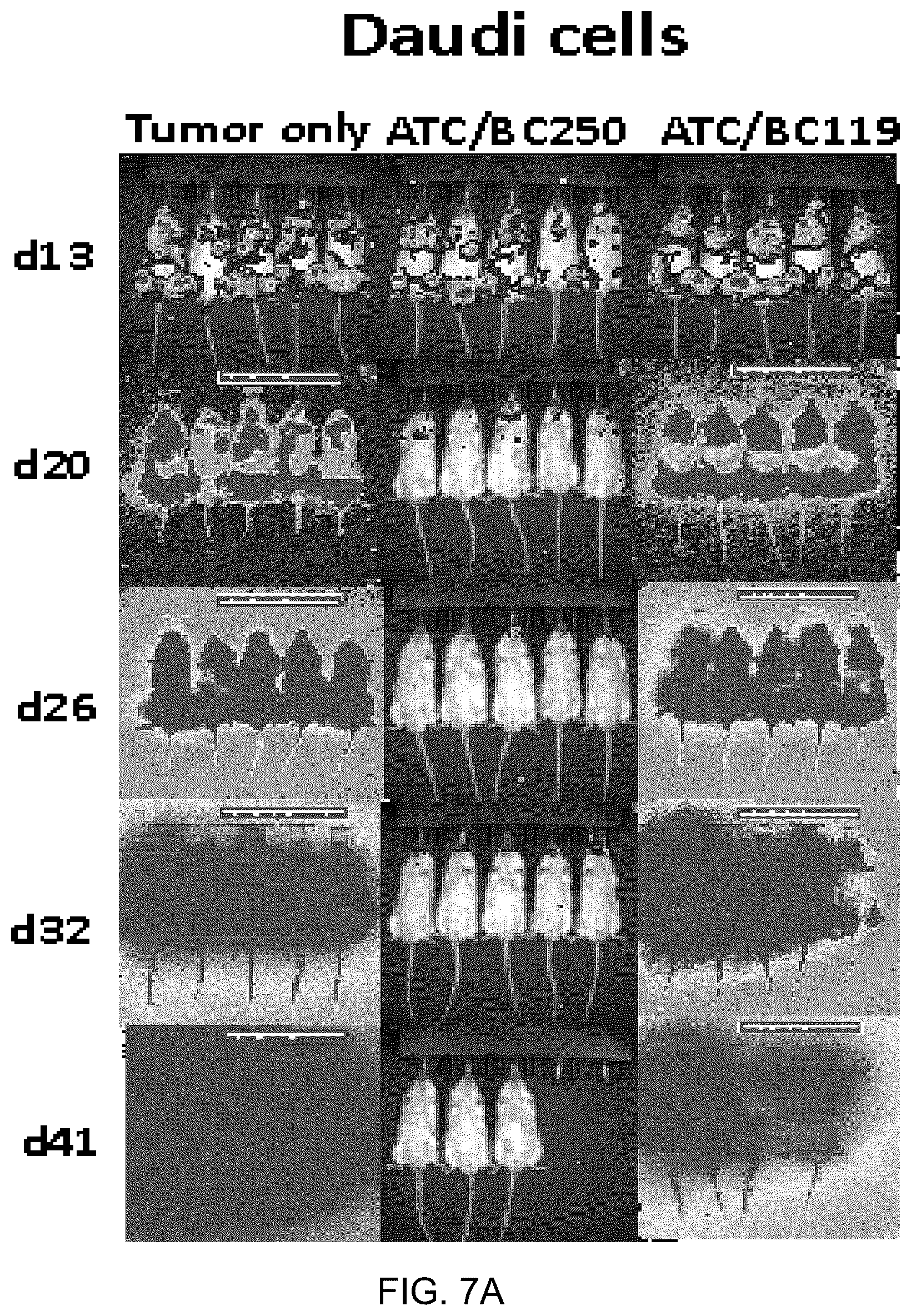 Patent US12612456 Figure 10 – CD19 antibodies and methods of using the same