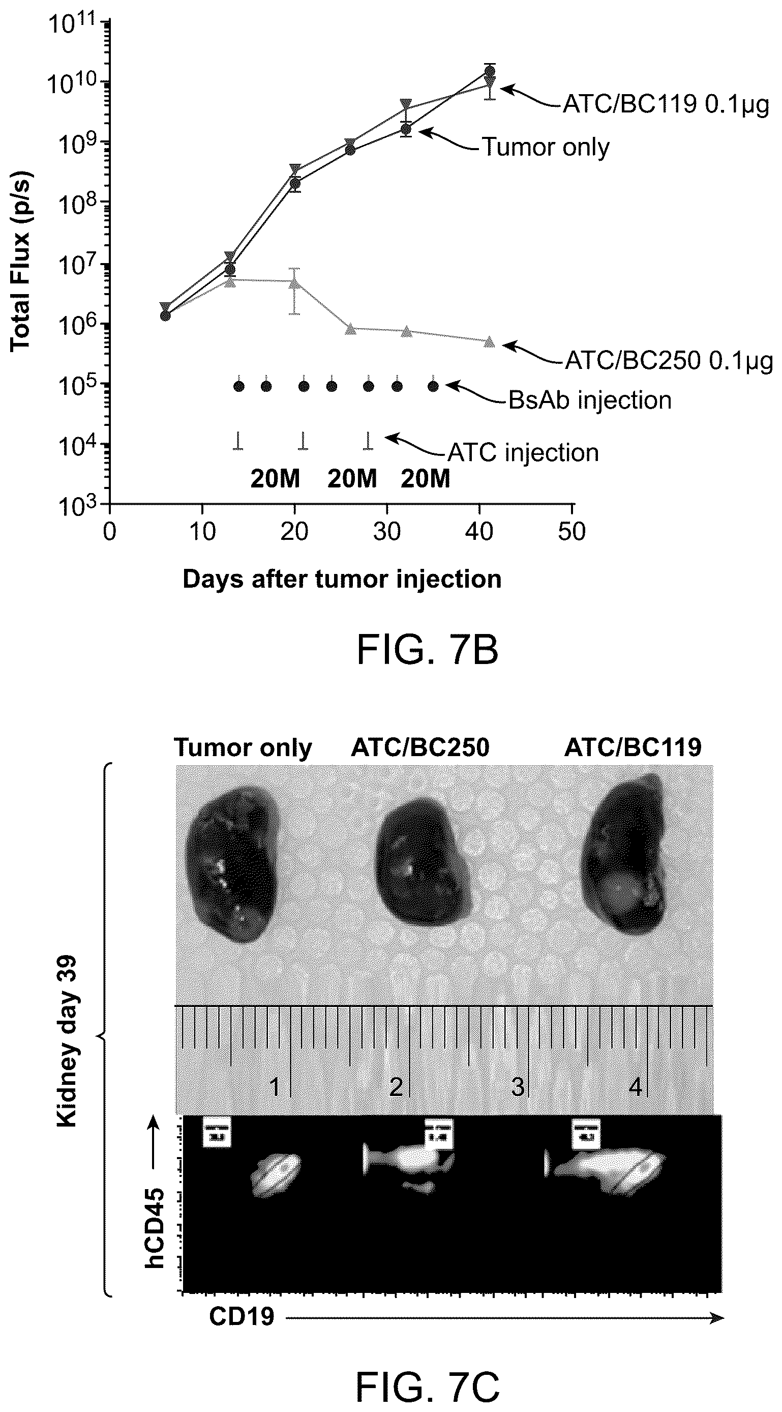 Patent US12612456 Figure 11 – CD19 antibodies and methods of using the same