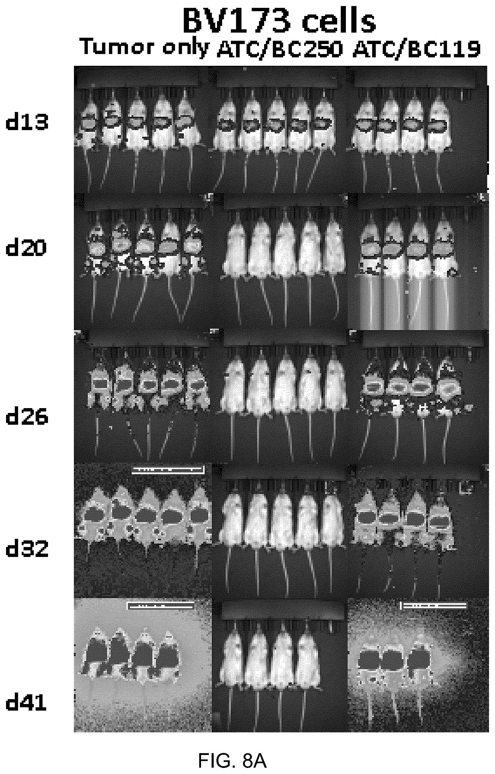 Patent US12612456 Figure 12 – CD19 antibodies and methods of using the same
